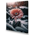 thumbnail image 1 of Designart A Blooming Pink Gerbera Flower In Winter II Canvas Wall Art, 1 of 5