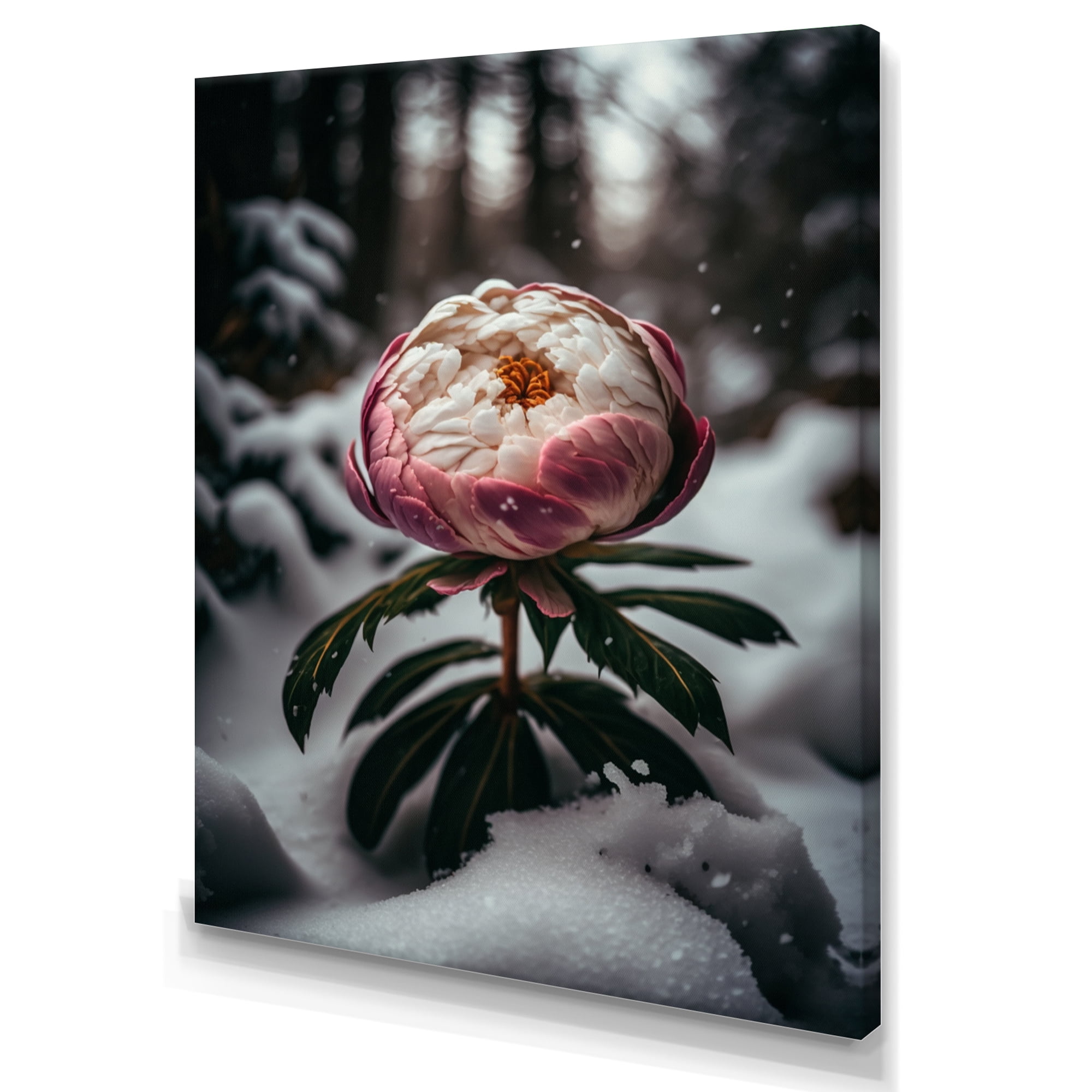 Designart A Blooming Pink Peony Flower In Winter I Canvas Wall Art