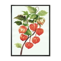 Designart 'A Red Physalis Branch' Traditional Framed Canvas Wall Art Print