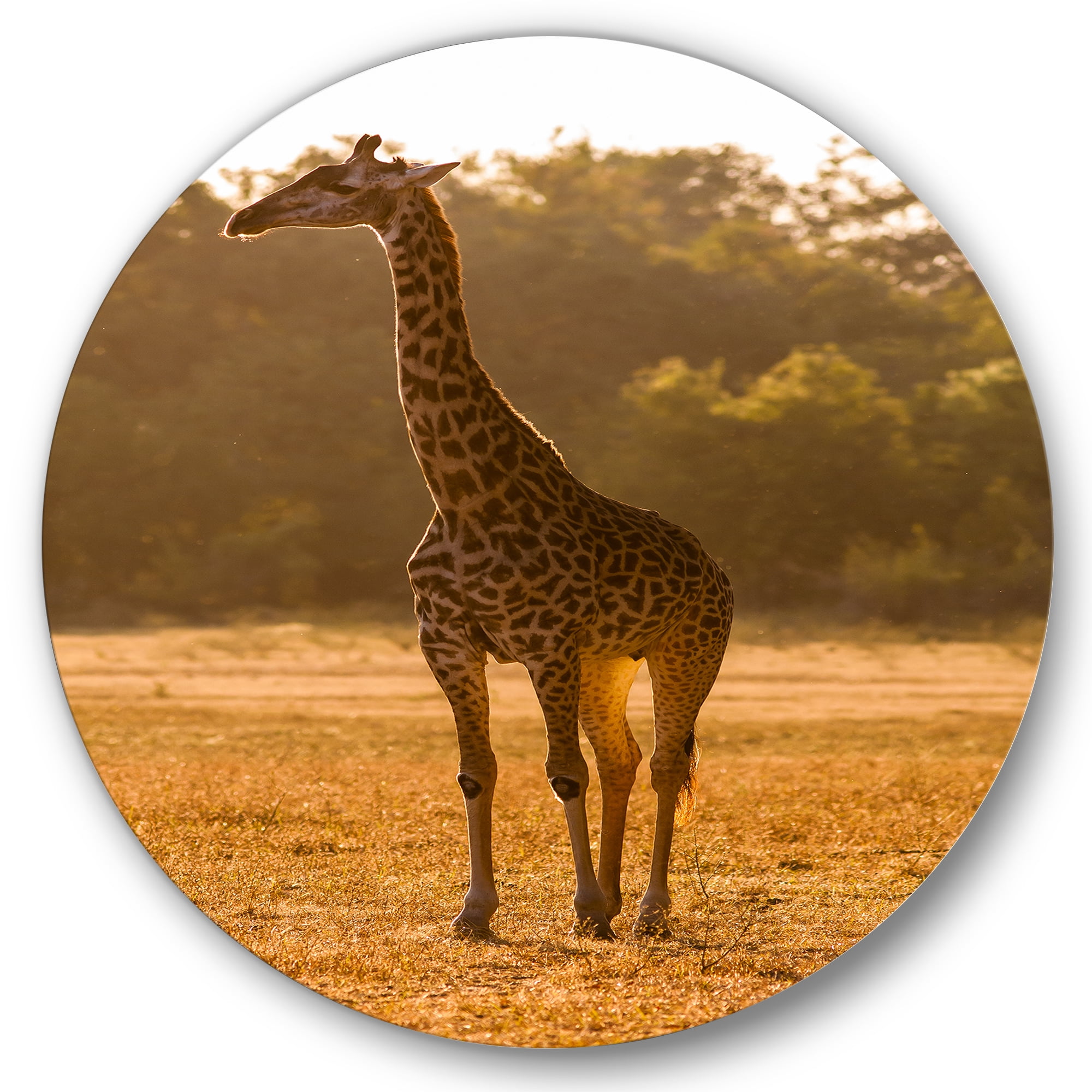 Designart 'African Giraffe In The Wildlife II' Farmhouse Circle Metal Wall Art 29x29 - Disc of 29