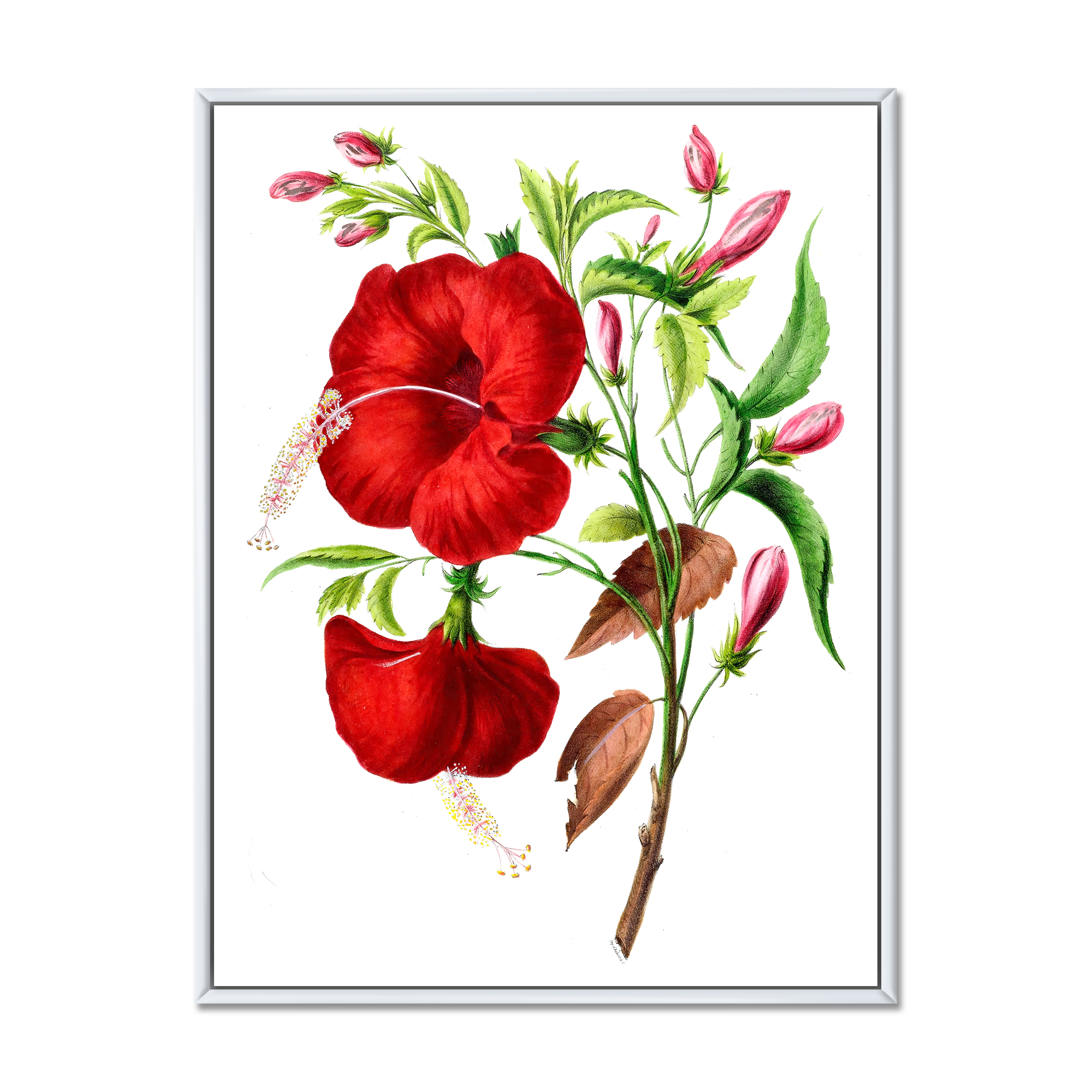 Designart 'Ancient American Flora I' Traditional Framed Canvas Wall Art Print