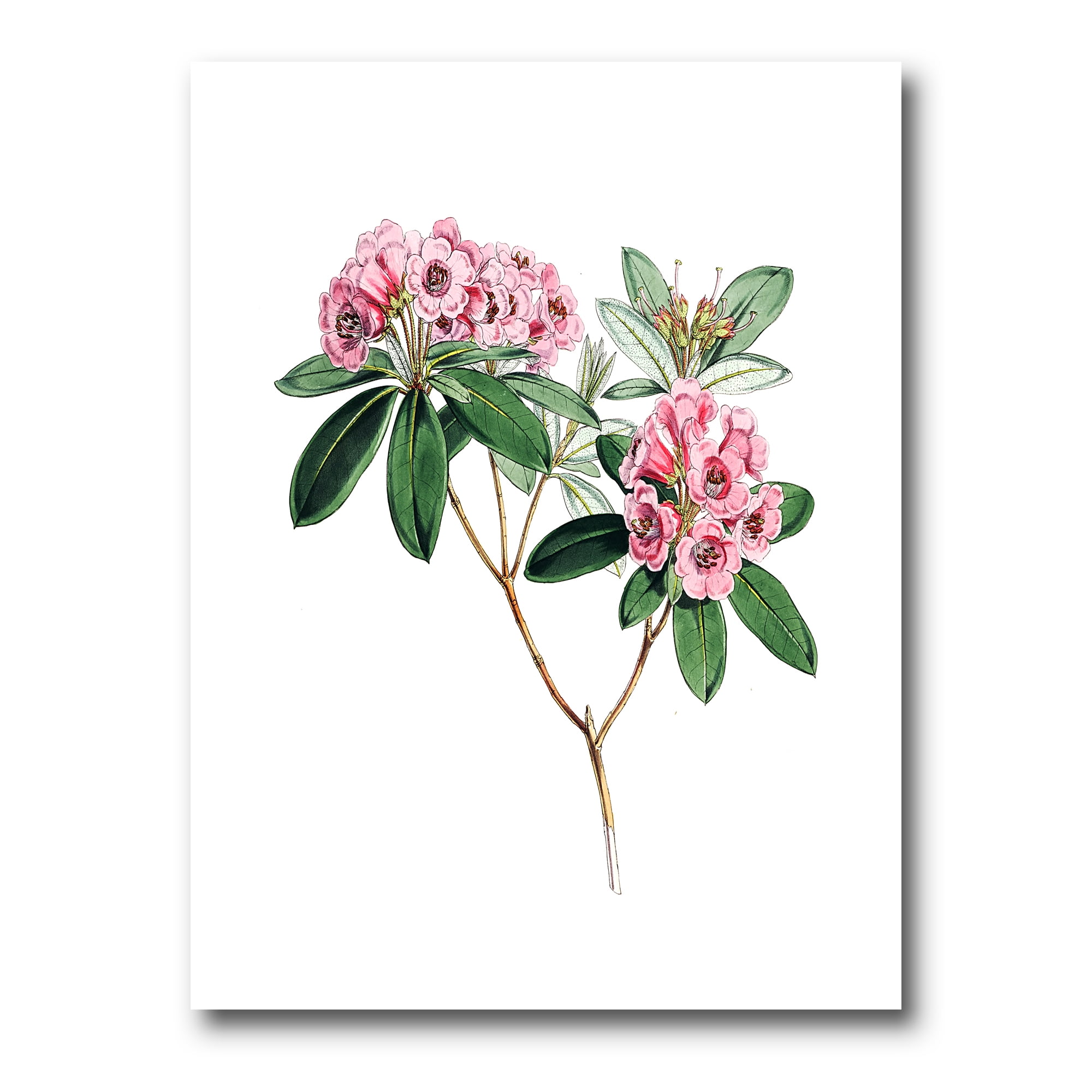 Designart ' Ancient American Flora II ' Traditional Canvas Wall Art Print