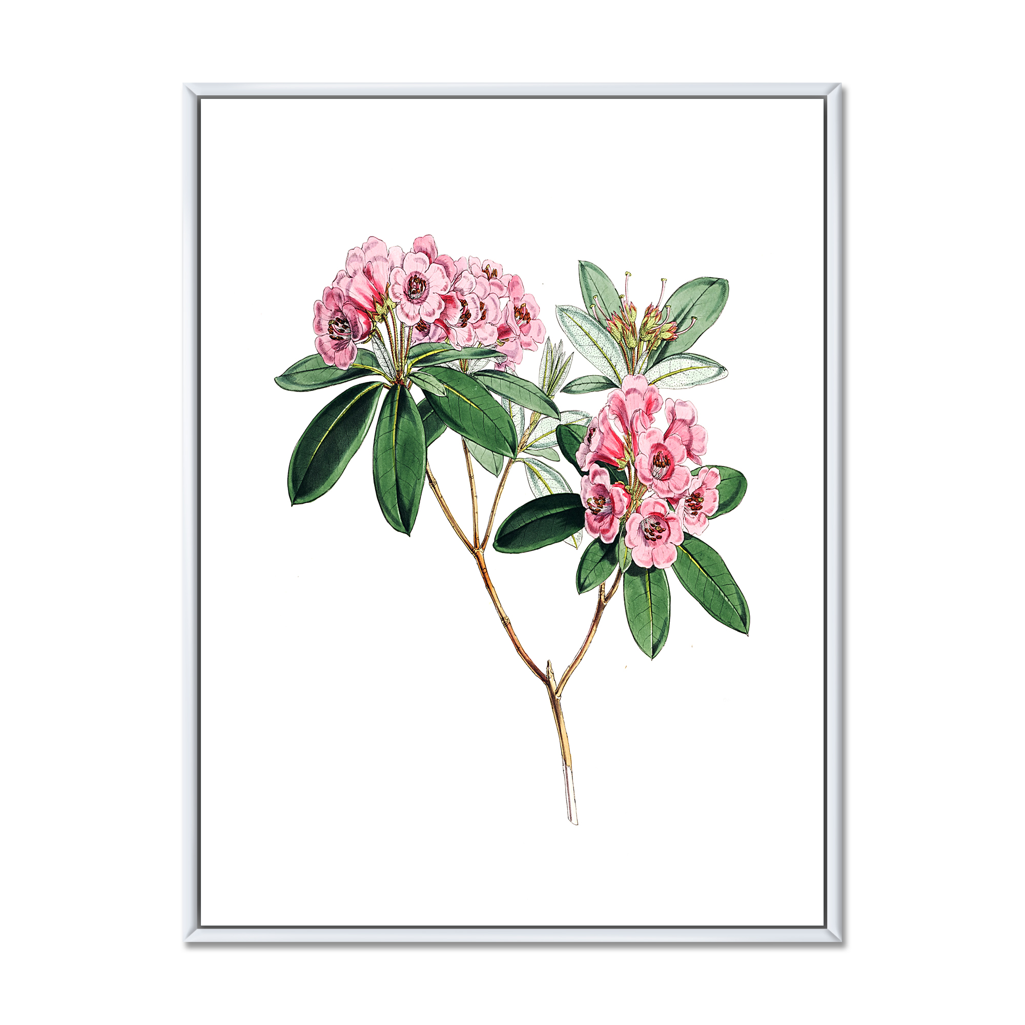Designart 'Ancient American Flora II' Traditional Framed Canvas Wall Art Print