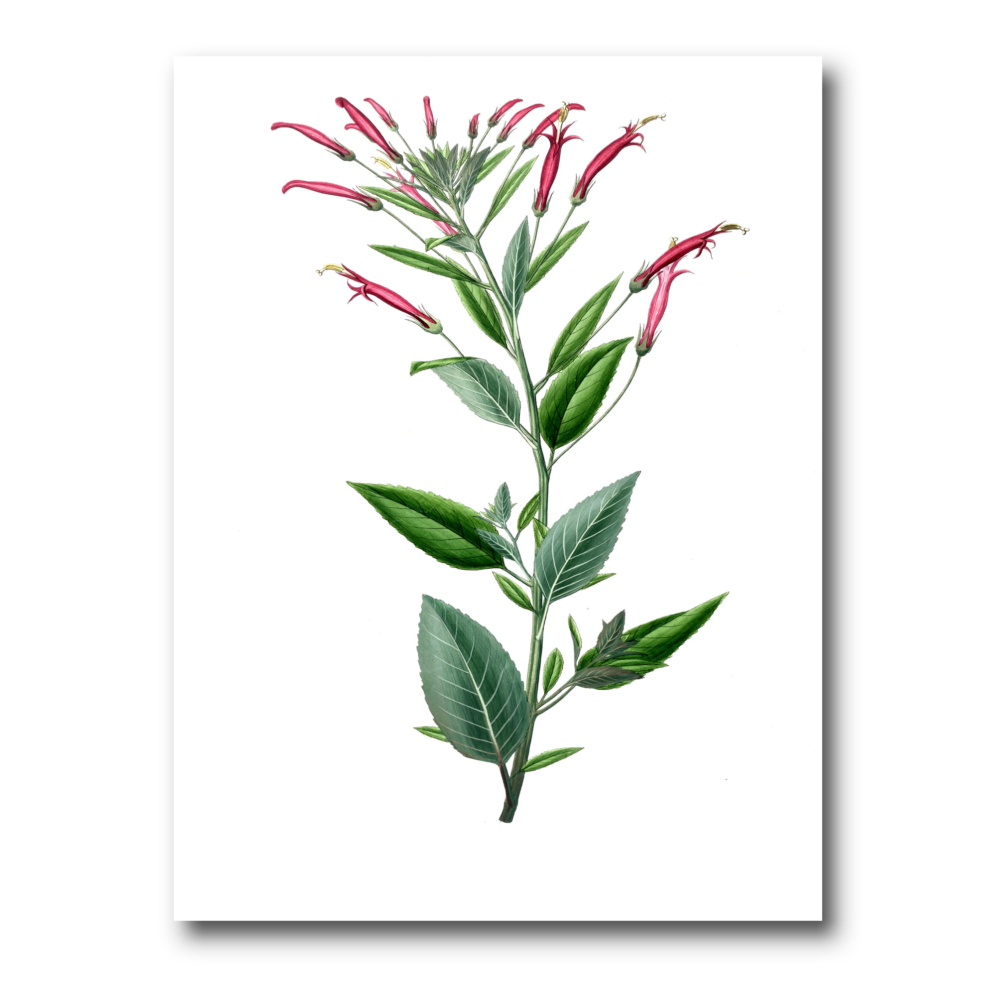 Designart ' Ancient American Flora III ' Traditional Canvas Wall Art Print