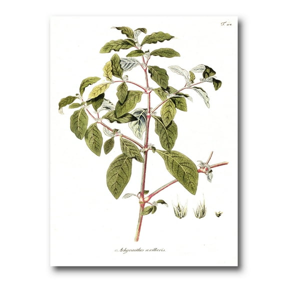 Designart ' Ancient American Flora IV ' Traditional Canvas Wall Art Print