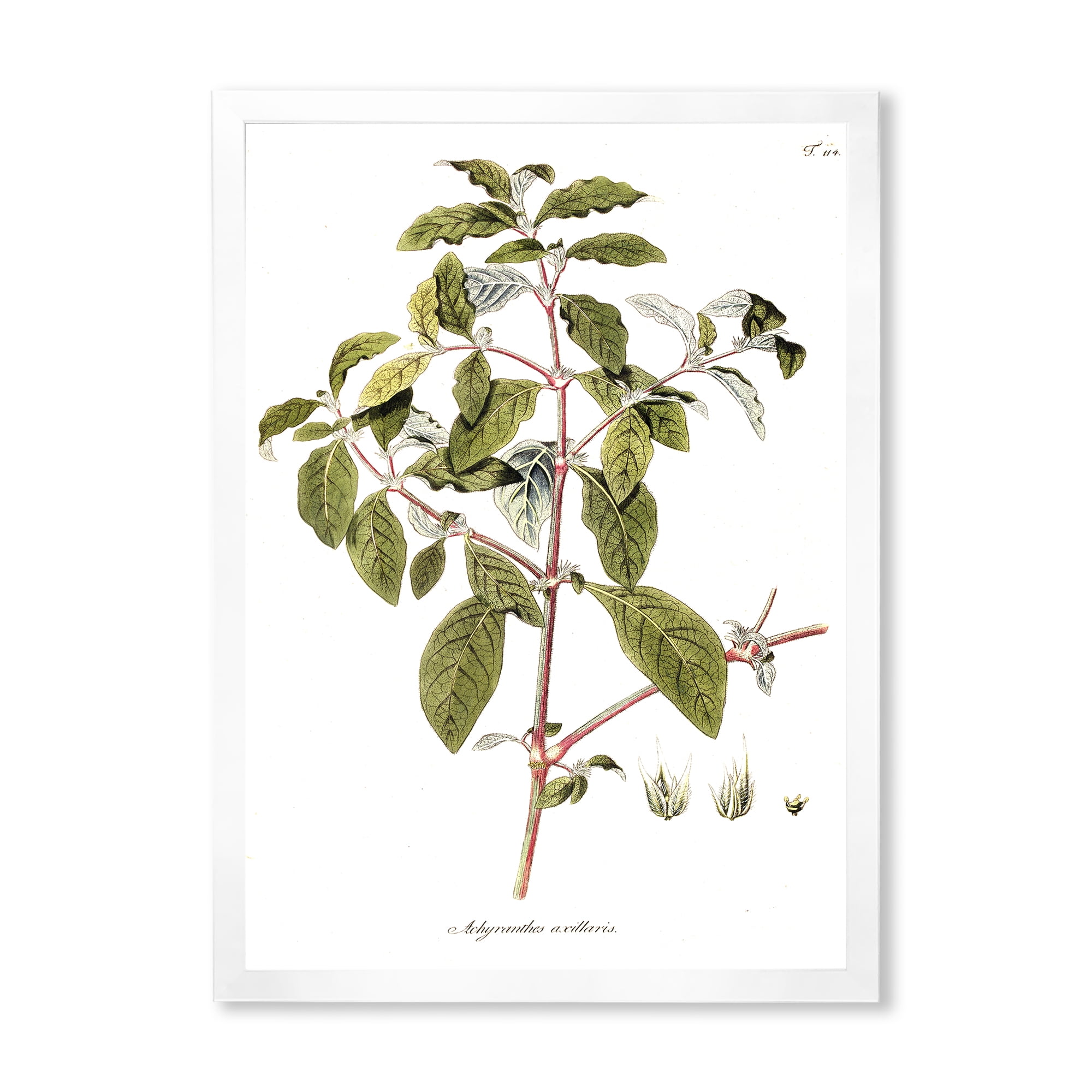 Designart 'Ancient American Flora IV' Traditional Framed Art Print