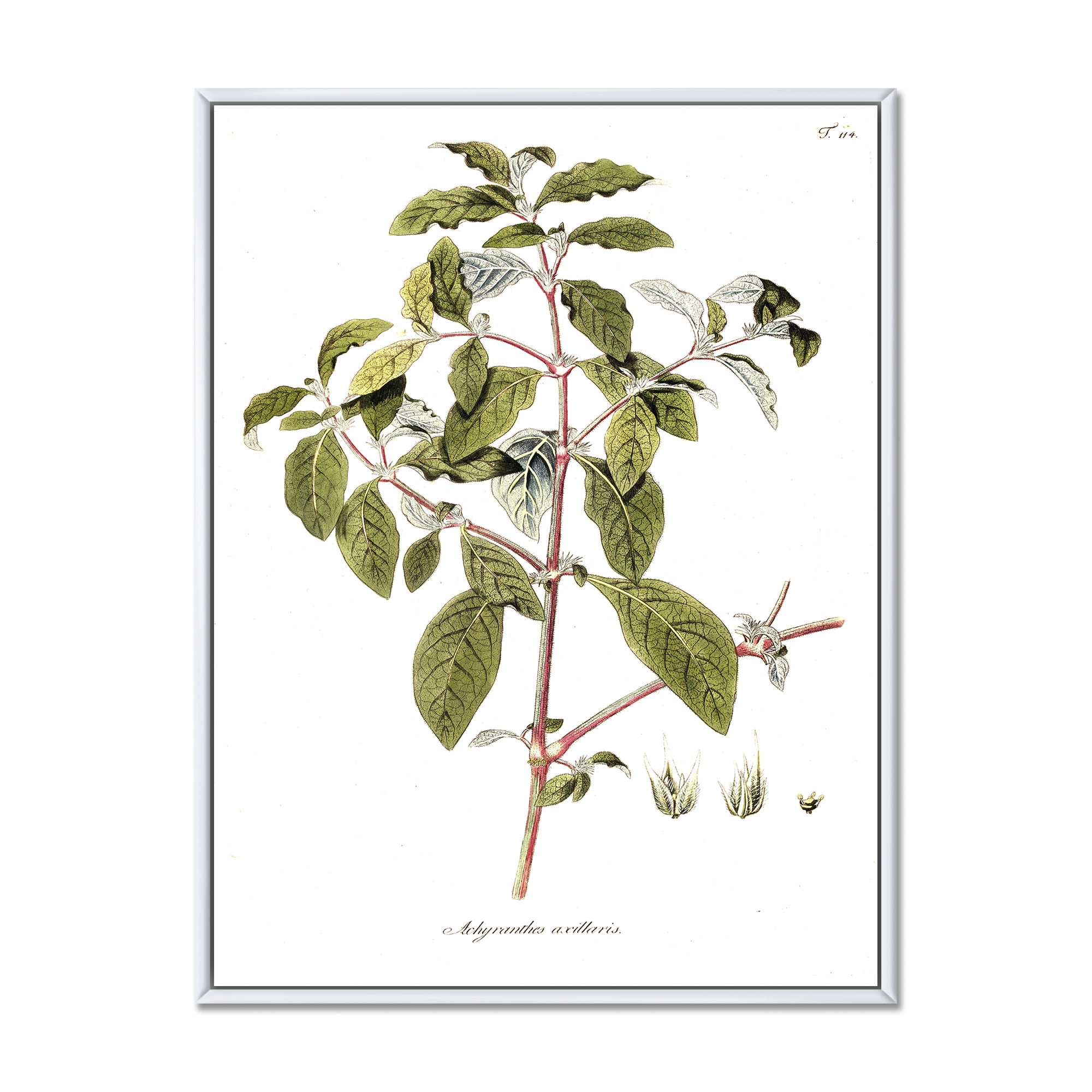 Designart 'Ancient American Flora IV' Traditional Framed Canvas Wall Art Print