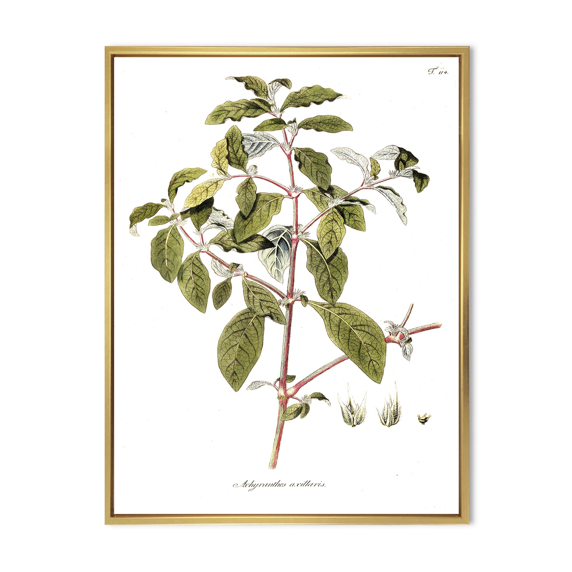 Designart 'Ancient American Flora IV' Traditional Framed Canvas Wall Art Print