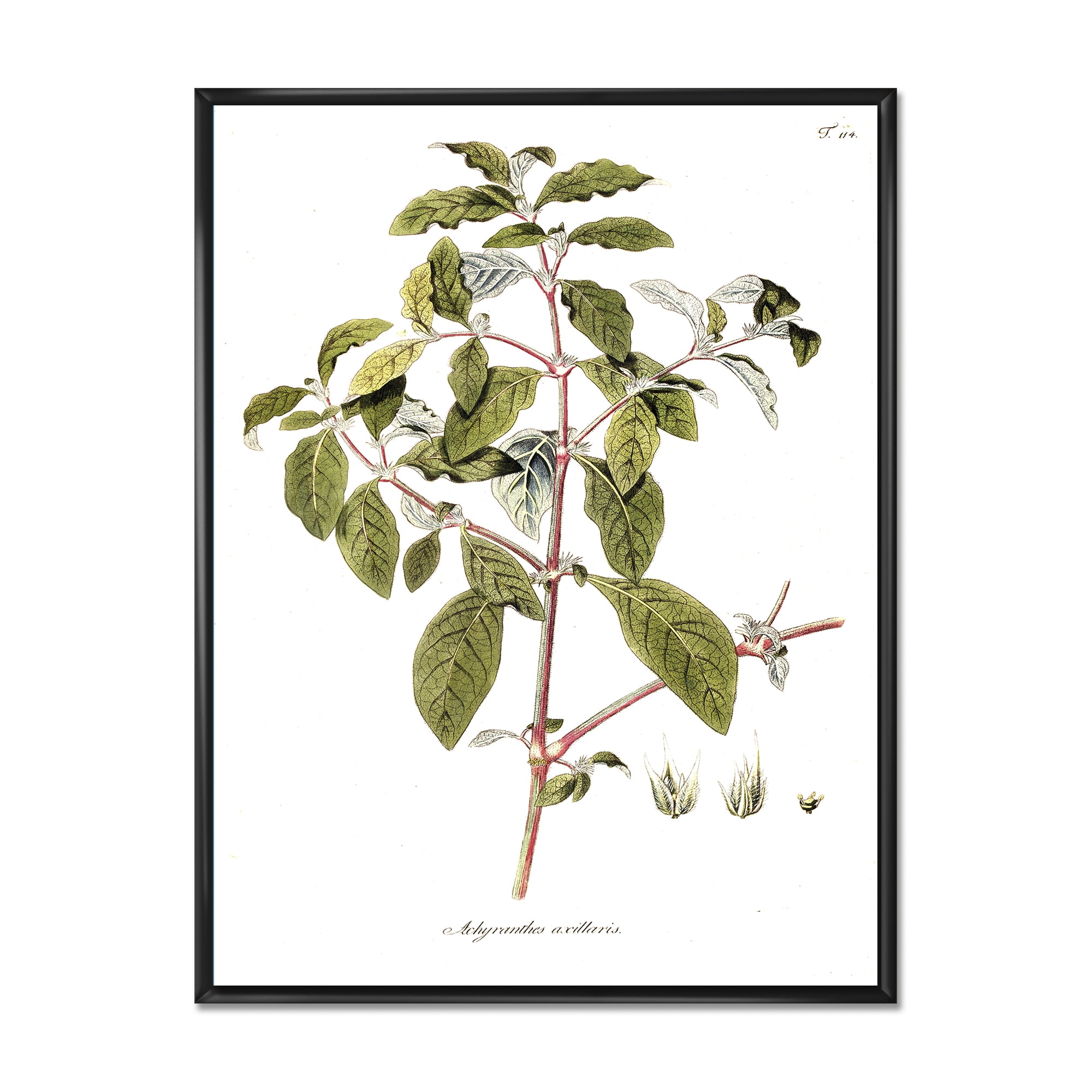 Designart 'Ancient American Flora IV' Traditional Framed Canvas Wall Art Print