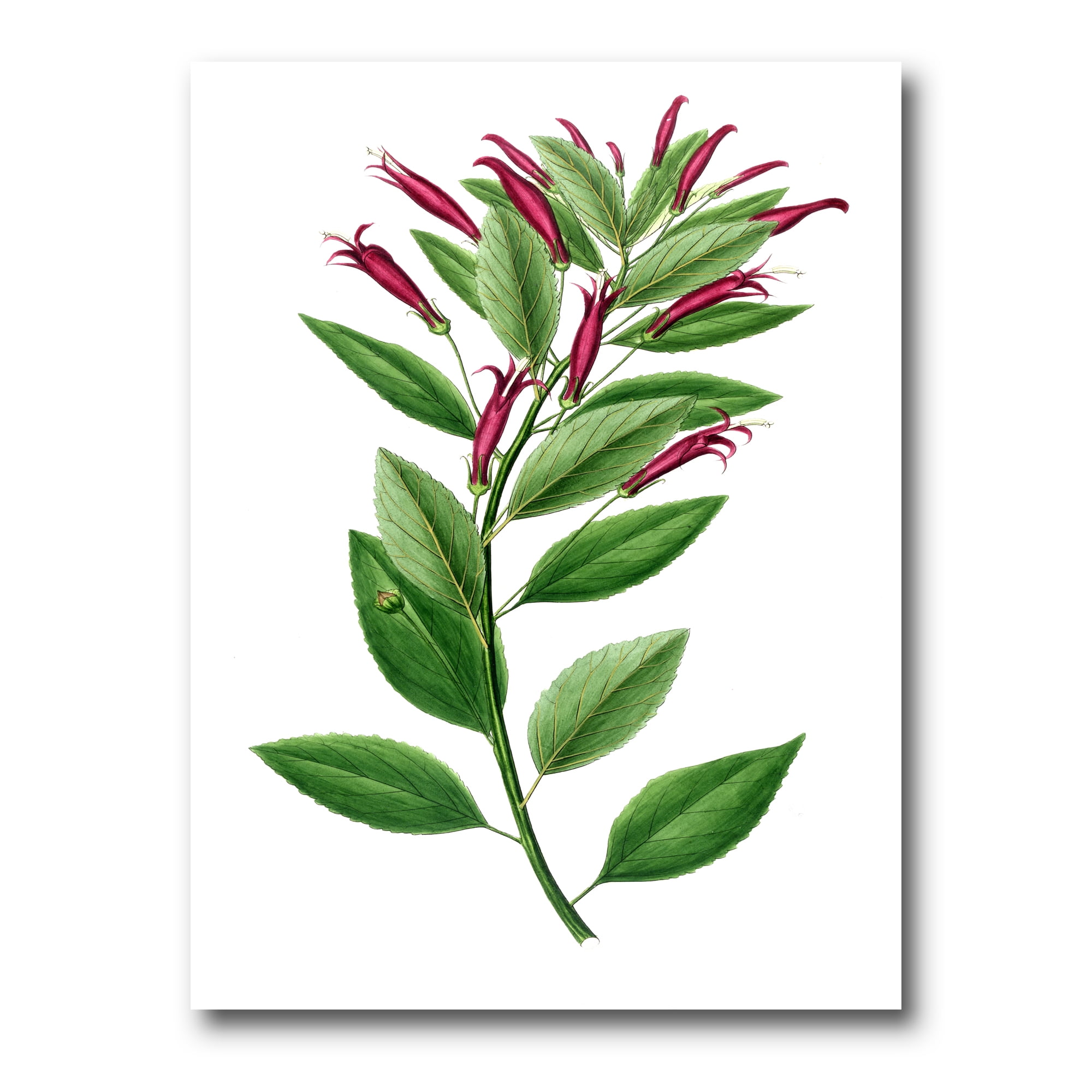 Designart ' Ancient American Flora V ' Traditional Canvas Wall Art Print