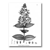 Designart ' Ancient American Flora VI ' Traditional Canvas Wall Art Print