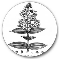 Designart 'Ancient American Flora VI' Traditional Circle Metal Wall Art 36x36 - Disc of 36