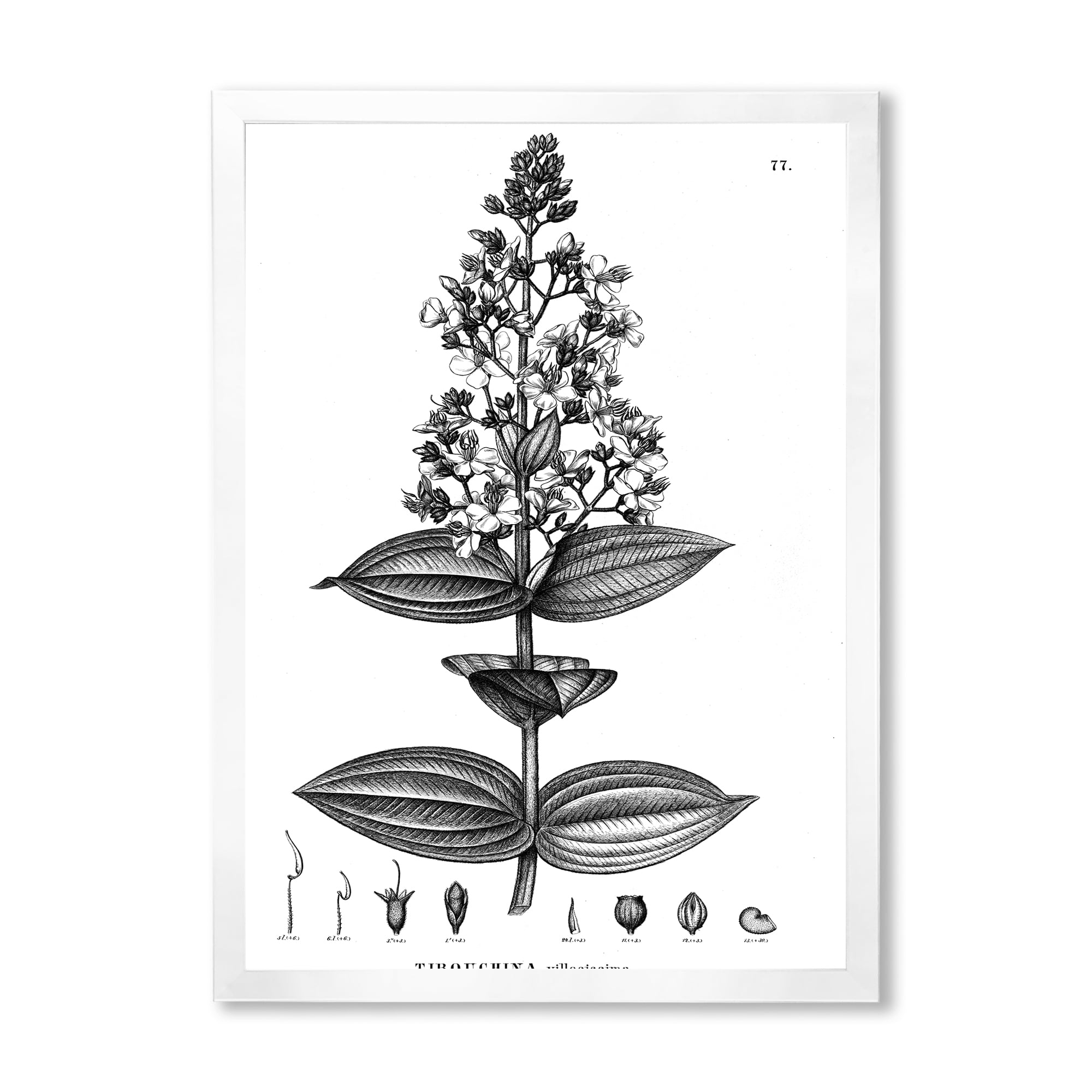 Designart 'Ancient American Flora VI' Traditional Framed Art Print