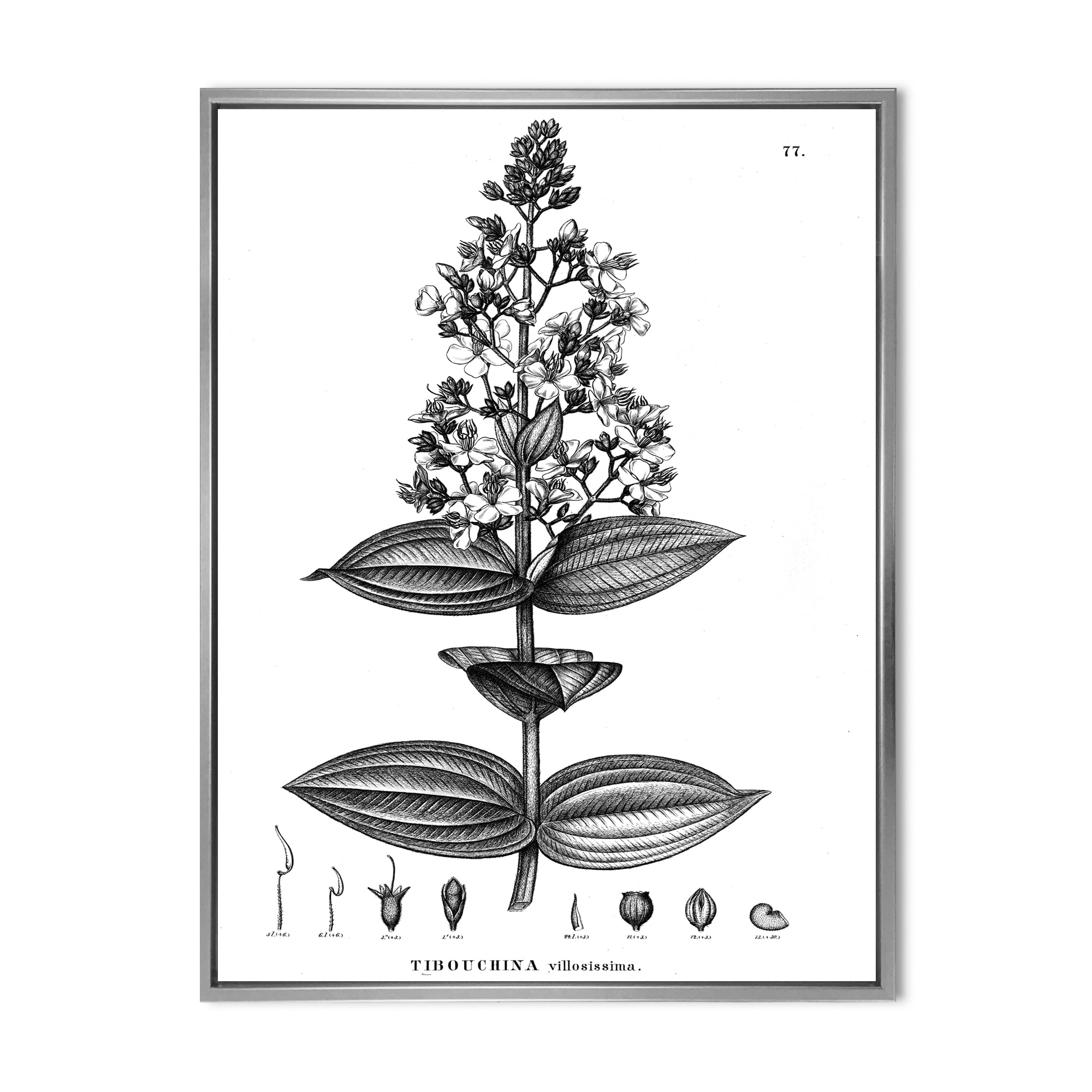Designart 'Ancient American Flora VI' Traditional Framed Canvas Wall Art Print