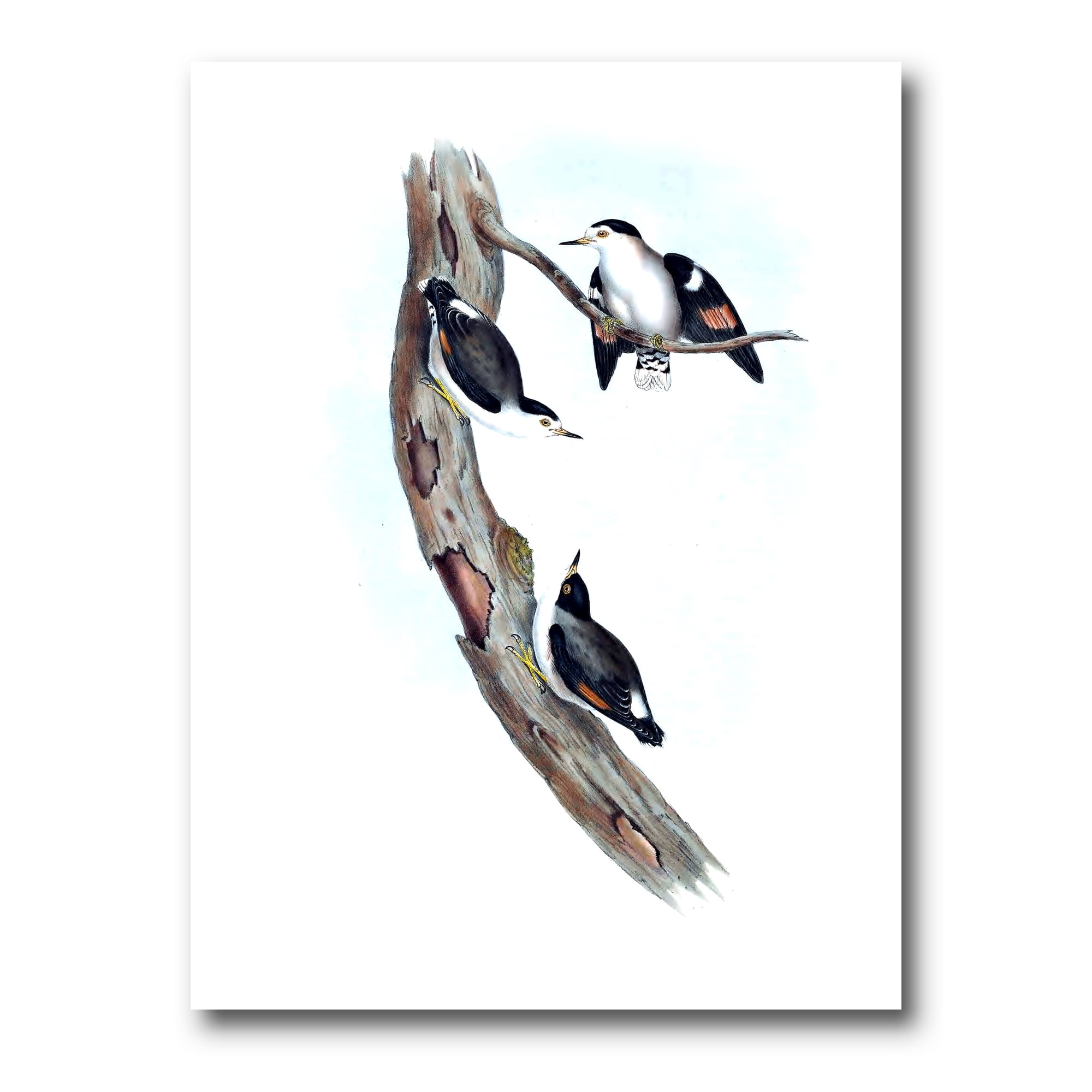Designart ' Ancient Australian Bird Illustrations I ' Traditional Canvas Wall Art Print