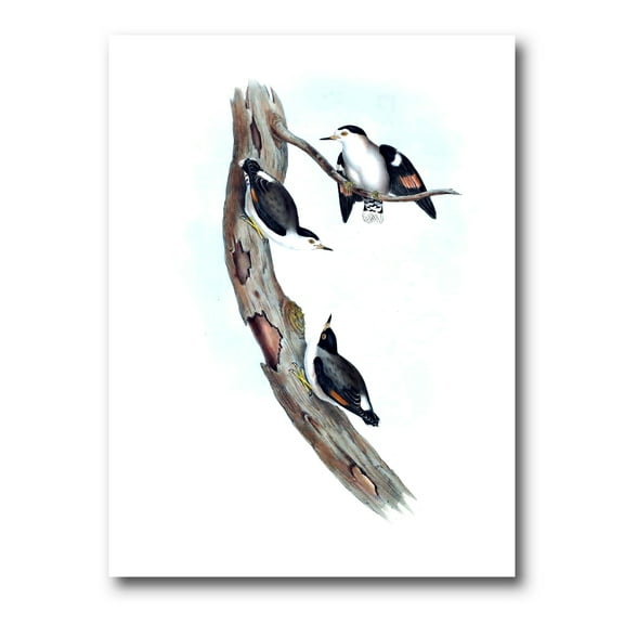 Designart ' Ancient Australian Bird Illustrations I ' Traditional Canvas Wall Art Print