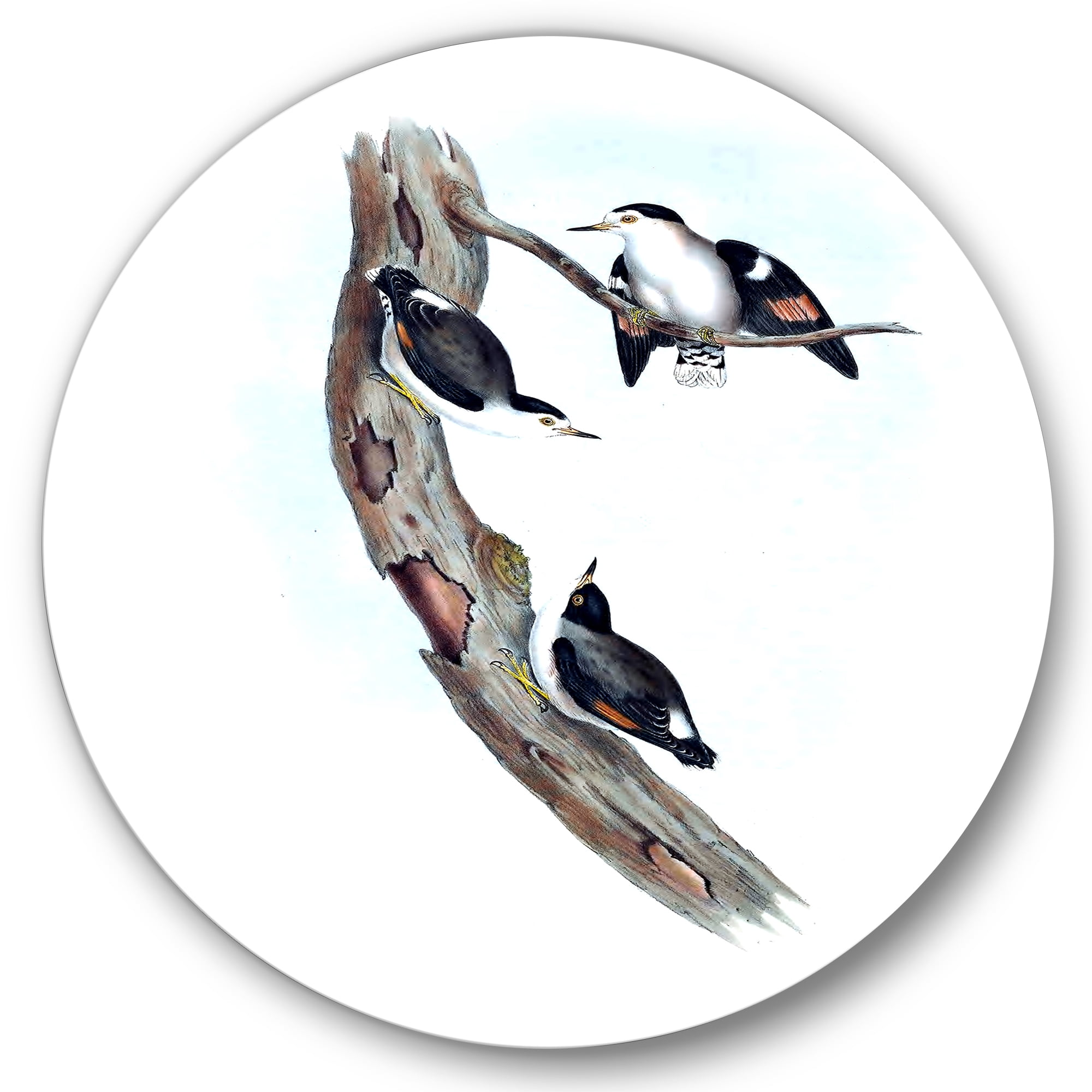 Designart 'Ancient Australian Bird Illustrations I' Traditional Circle Metal Wall Art 11x11 - Disc of 11