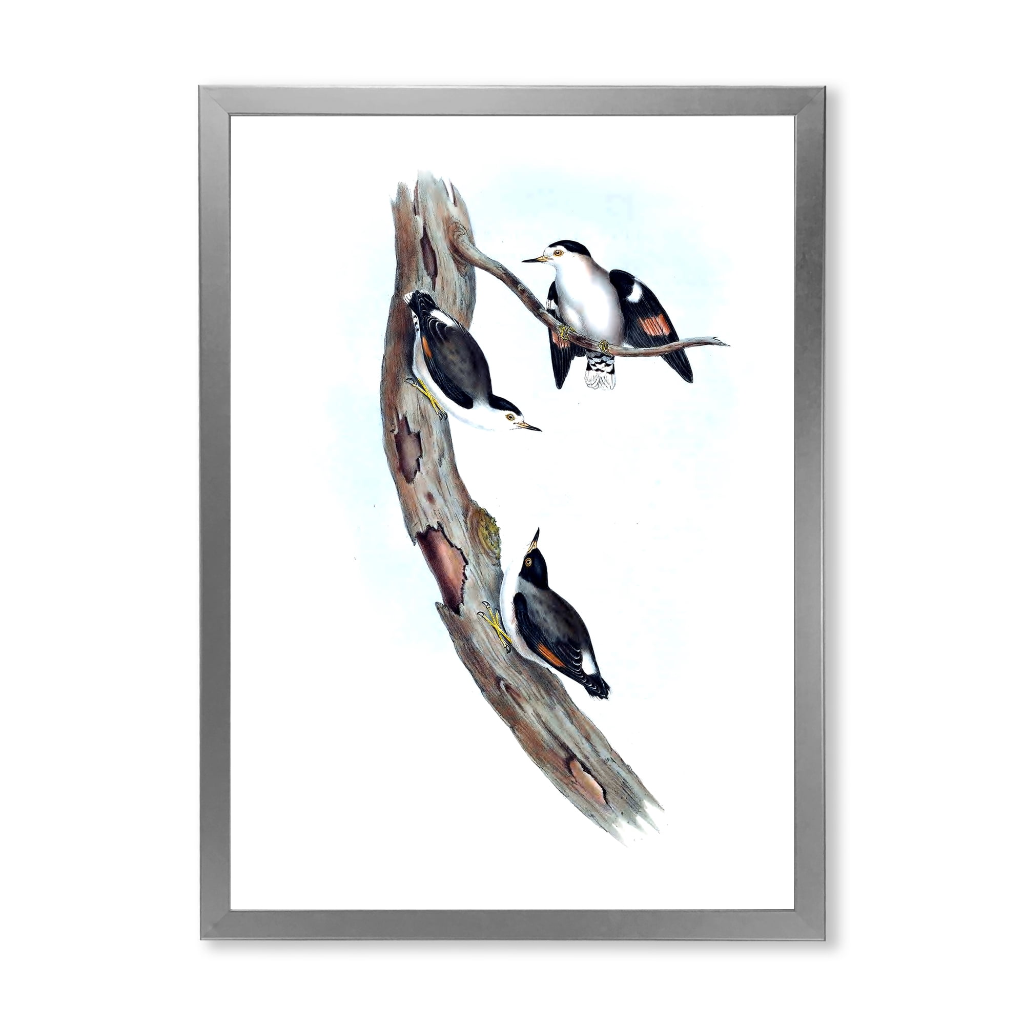 Designart 'Ancient Australian Bird Illustrations I' Traditional Framed Art Print