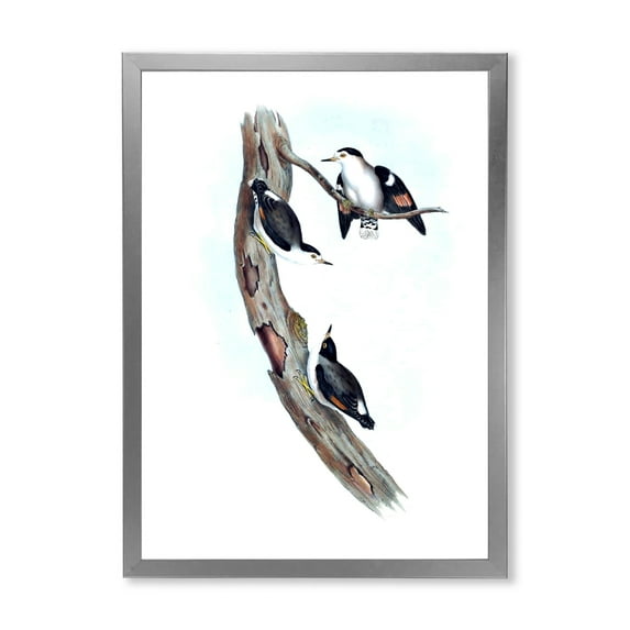 Designart 'Ancient Australian Bird Illustrations I' Traditional Framed Art Print