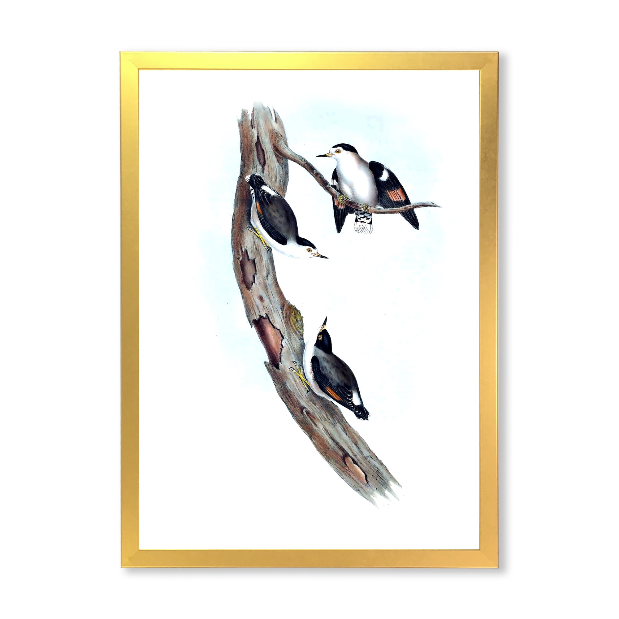 Designart 'Ancient Australian Bird Illustrations I' Traditional Framed Art Print