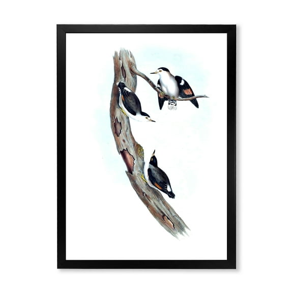 Designart 'Ancient Australian Bird Illustrations I' Traditional Framed Art Print