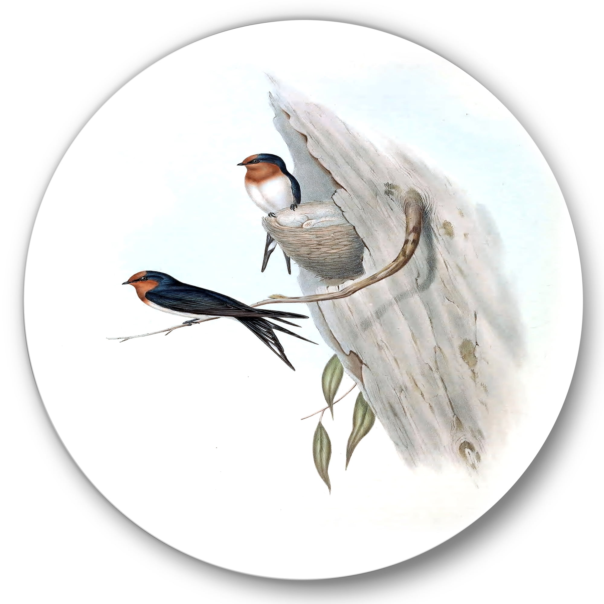 Designart 'Ancient Australian Bird Illustrations II' Traditional Circle Metal Wall Art 11x11 - Disc of 11