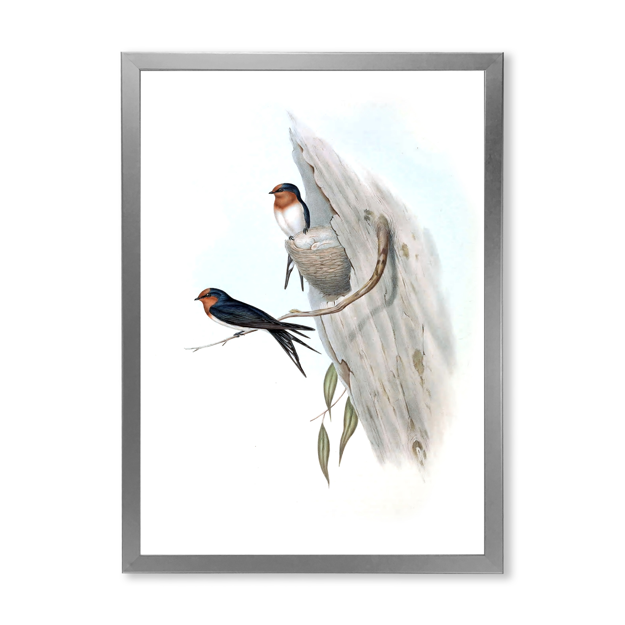 Designart 'Ancient Australian Bird Illustrations II' Traditional Framed Art Print