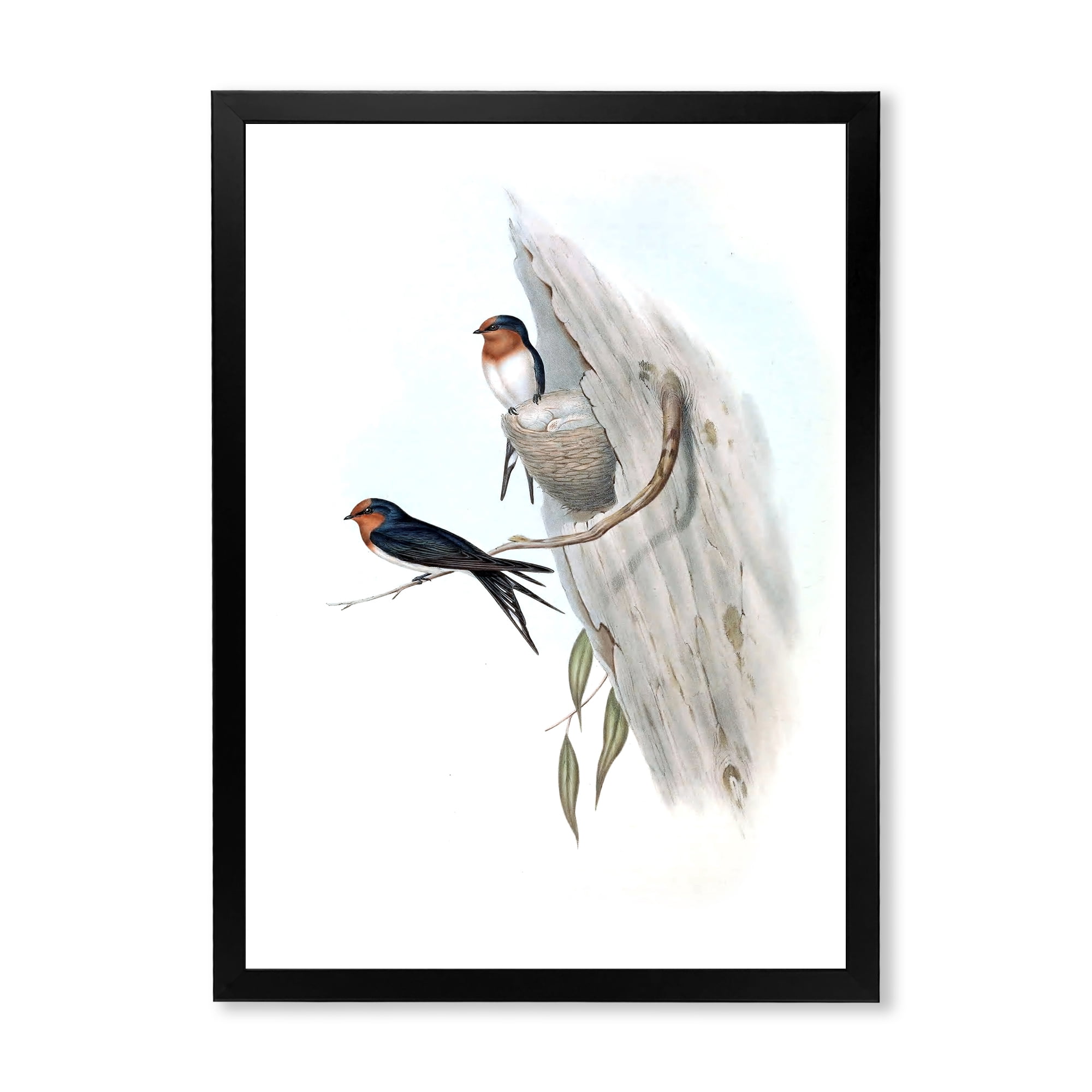 Designart 'Ancient Australian Bird Illustrations II' Traditional Framed Art Print