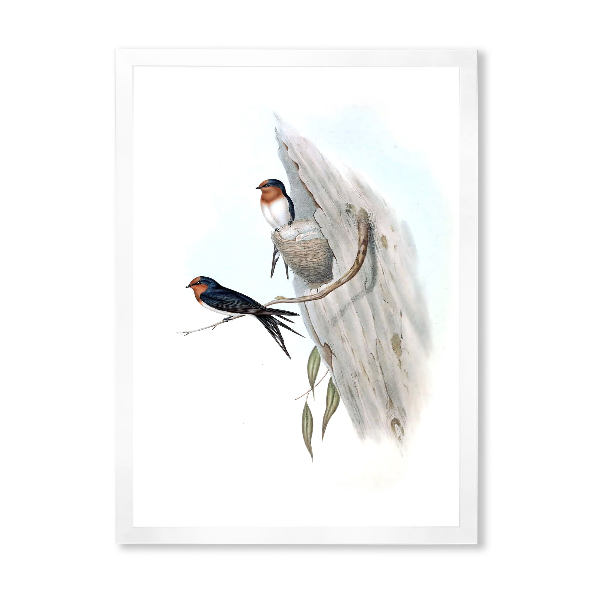 Designart 'Ancient Australian Bird Illustrations II' Traditional Framed Art Print