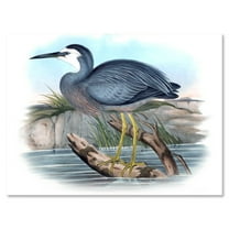 Designart ' Ancient Australian Birds II ' Traditional Canvas Wall Art Print