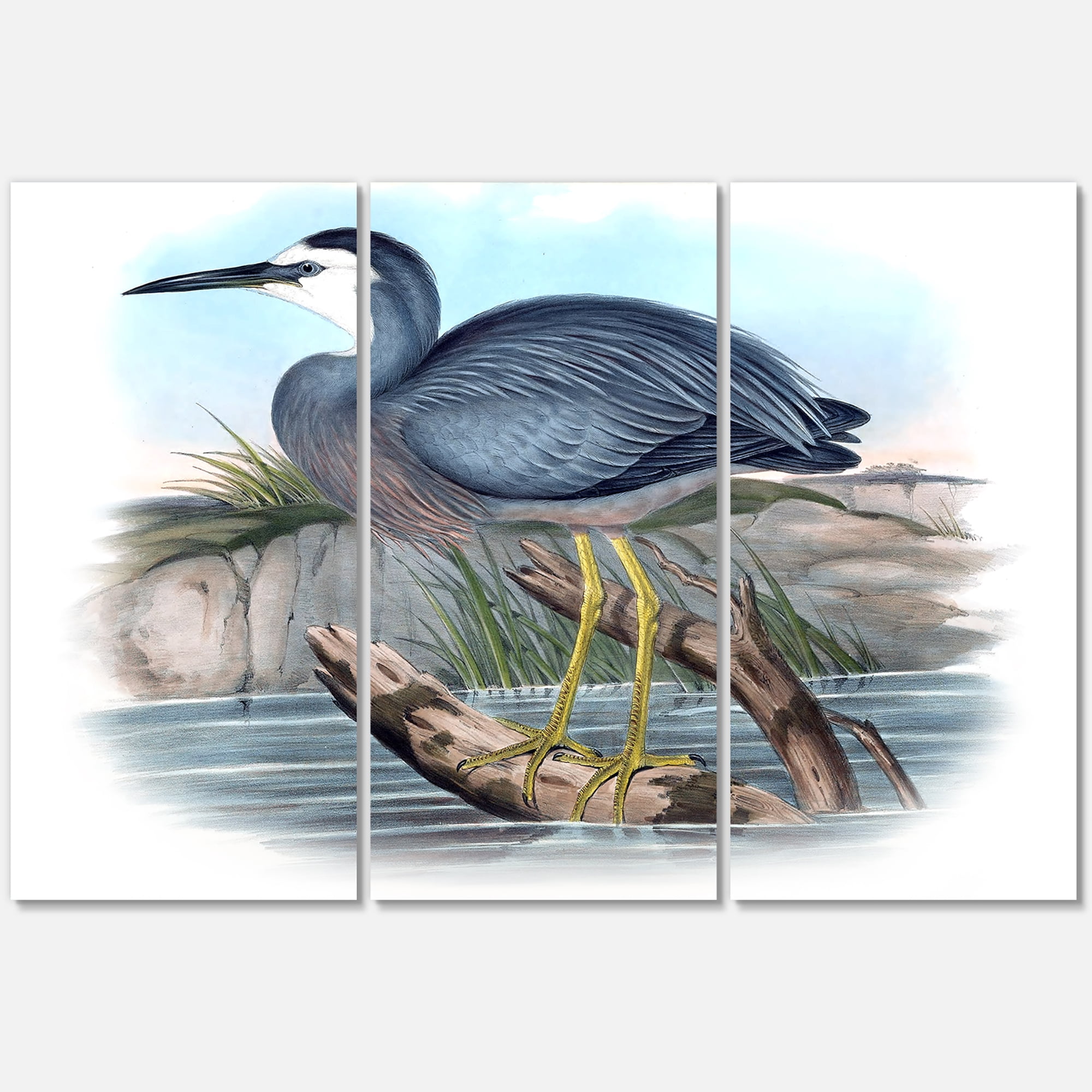 Designart ' Ancient Australian Birds II ' Traditional Canvas Wall Art Print