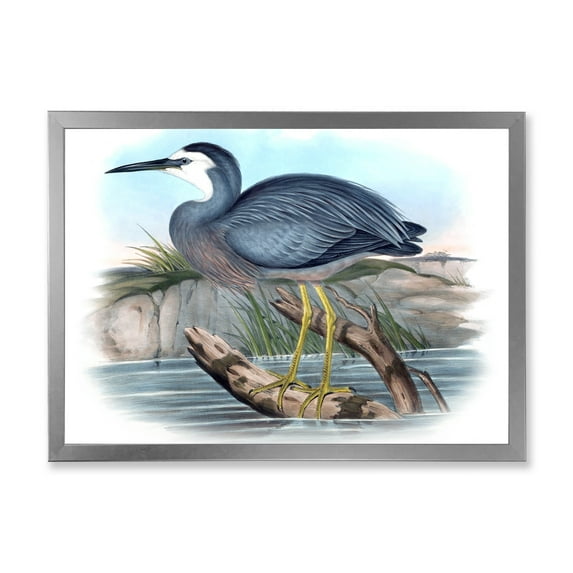 Designart 'Ancient Australian Birds II' Traditional Framed Art Print