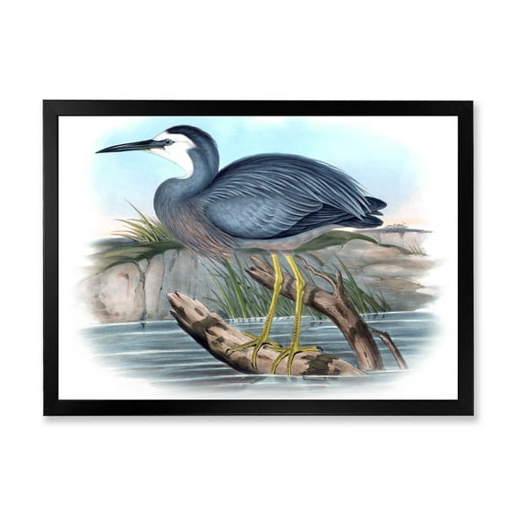 Designart 'Ancient Australian Birds II' Traditional Framed Art Print