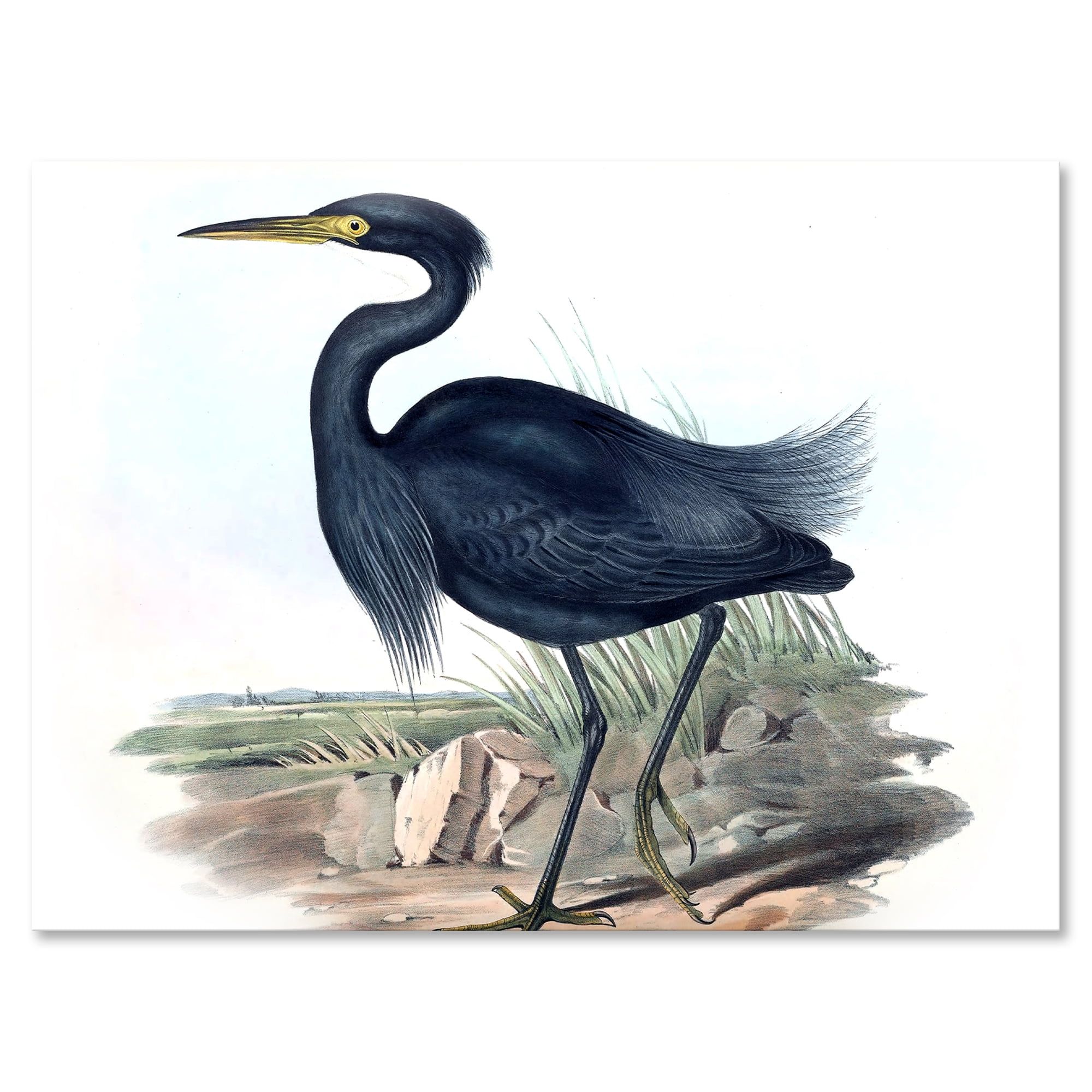 Designart ' Ancient Australian Birds III ' Traditional Canvas Wall Art Print