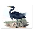 thumbnail image 1 of Designart ' Ancient Australian Birds III ' Traditional Canvas Wall Art Print, 1 of 4