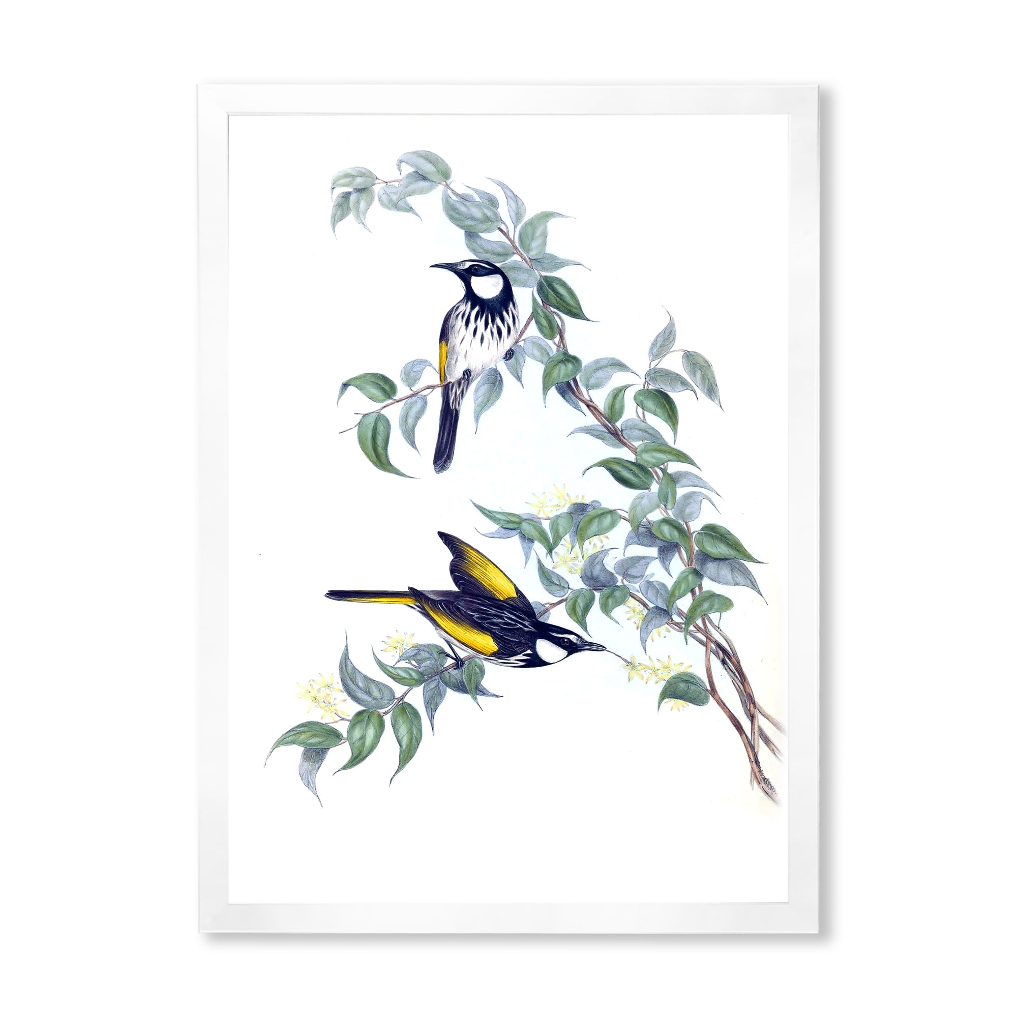 Designart 'Ancient Australian Birds On A Branch' Traditional Framed Art Print