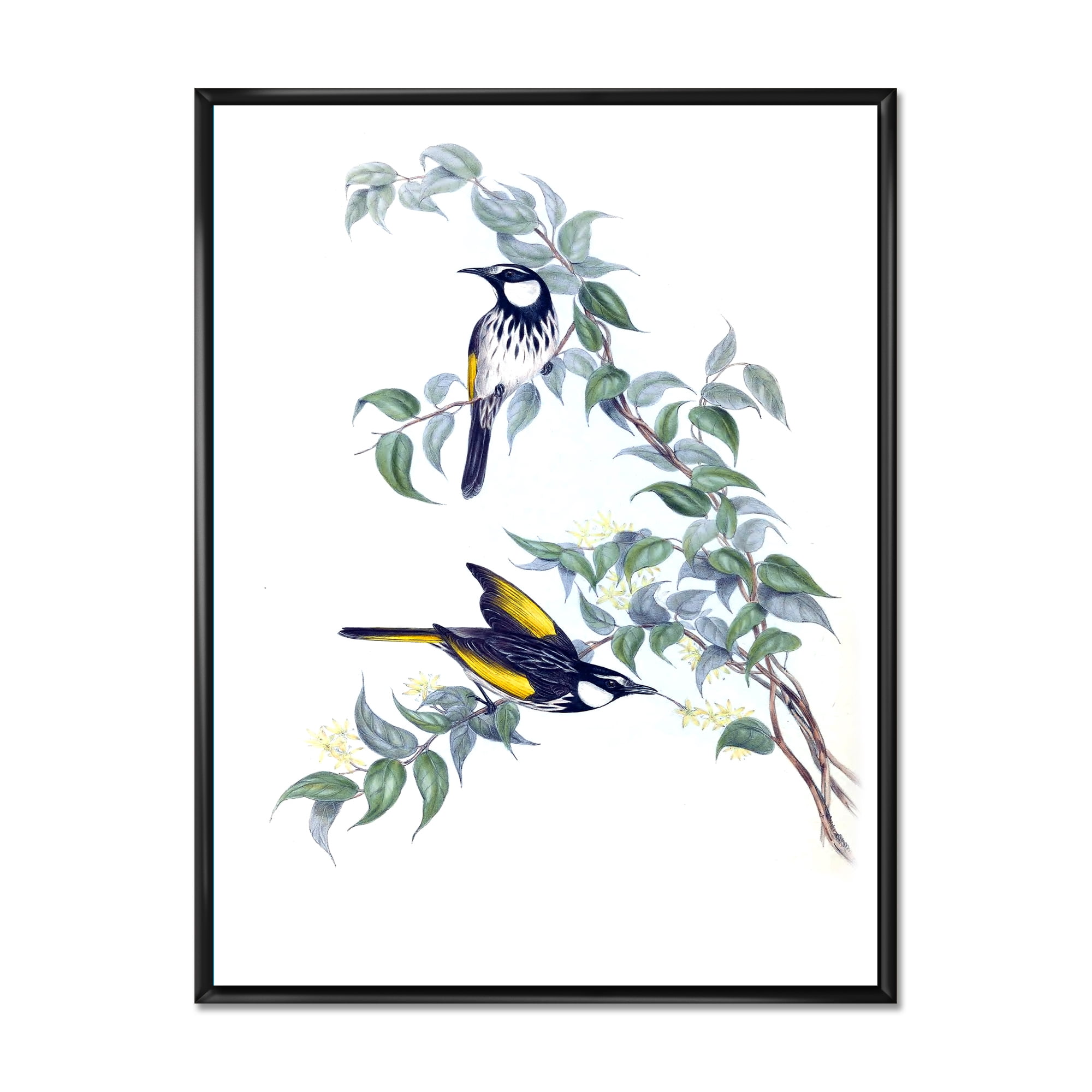 Designart 'Ancient Australian Birds On A Branch' Traditional Framed Canvas Wall Art Print