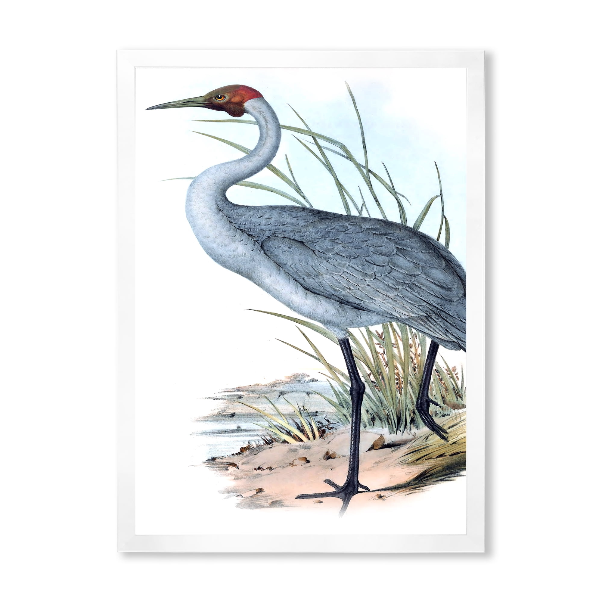 Designart 'Ancient Australian Birds V' Traditional Framed Art Print