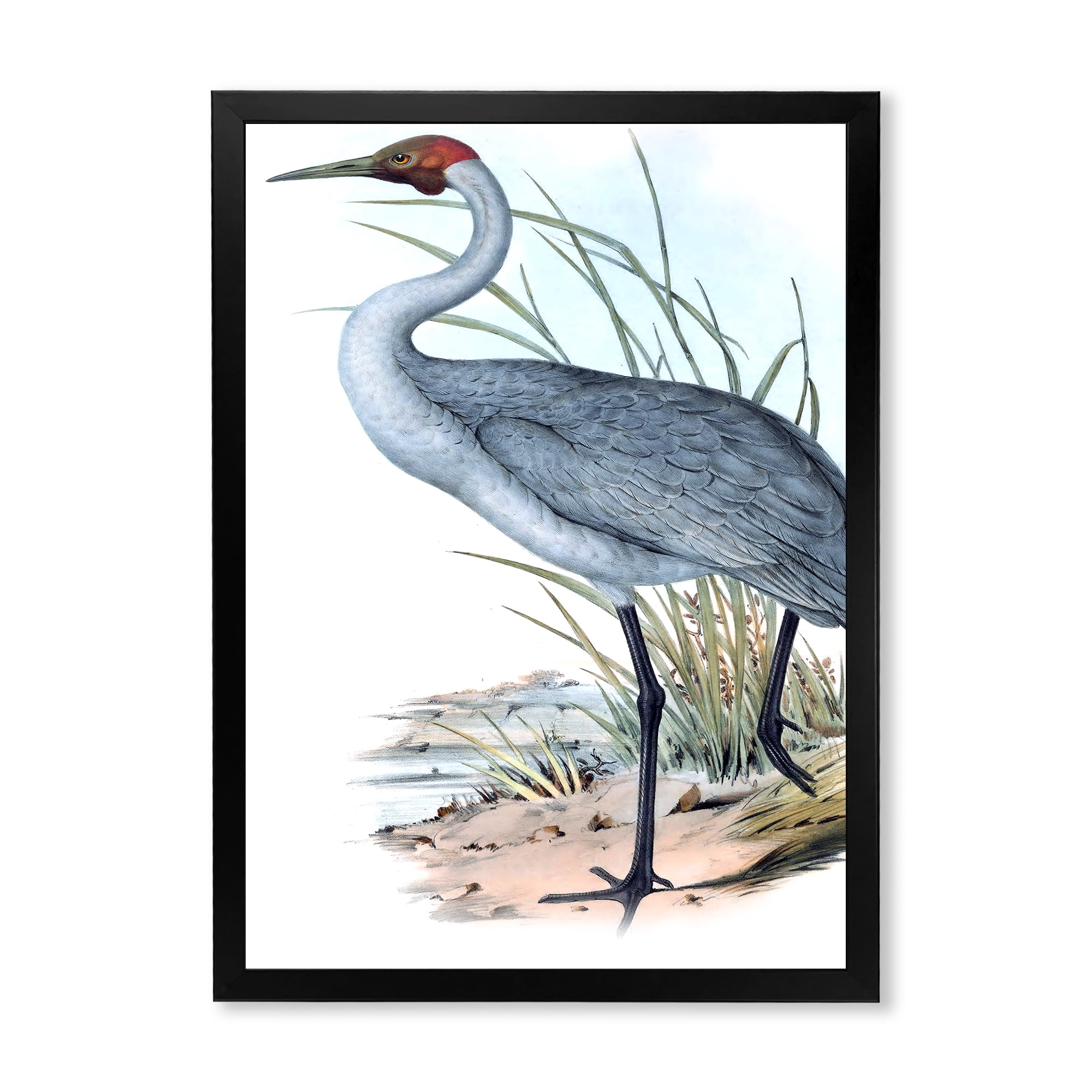 Designart 'Ancient Australian Birds V' Traditional Framed Art Print