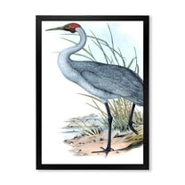 Designart 'Ancient Australian Birds V' Traditional Framed Art Print