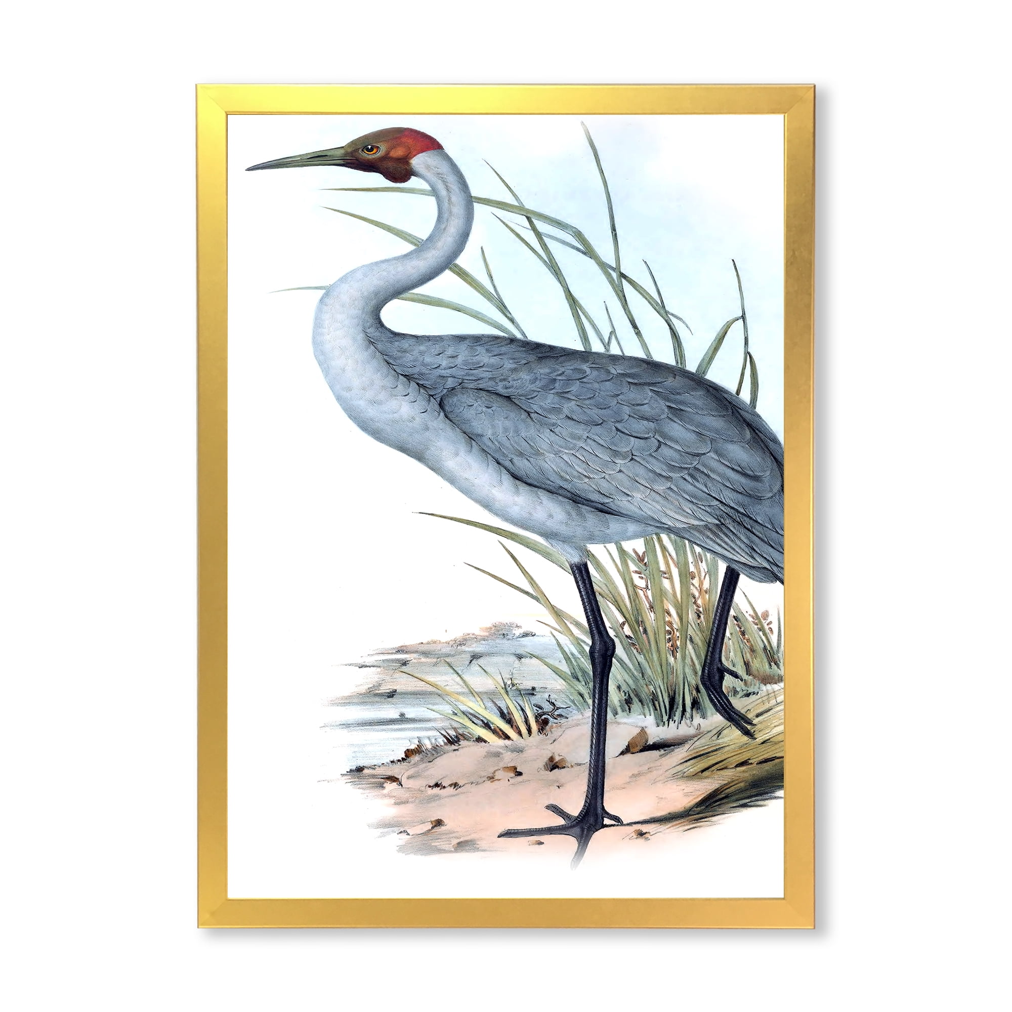 Designart 'Ancient Australian Birds V' Traditional Framed Art Print