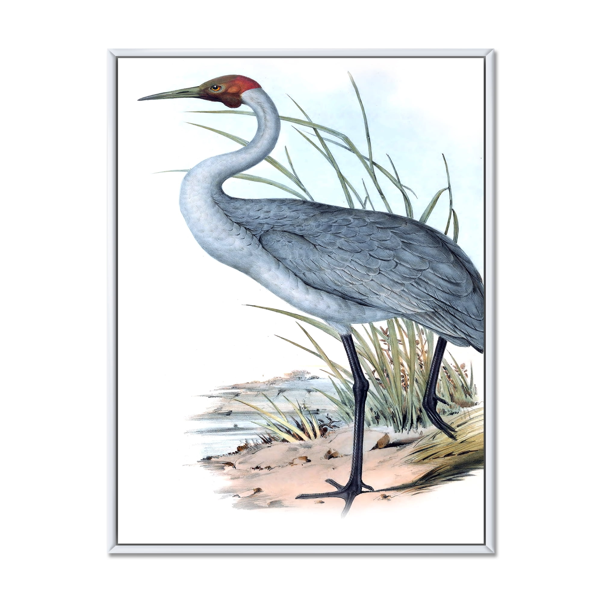 Designart 'Ancient Australian Birds V' Traditional Framed Canvas Wall Art Print