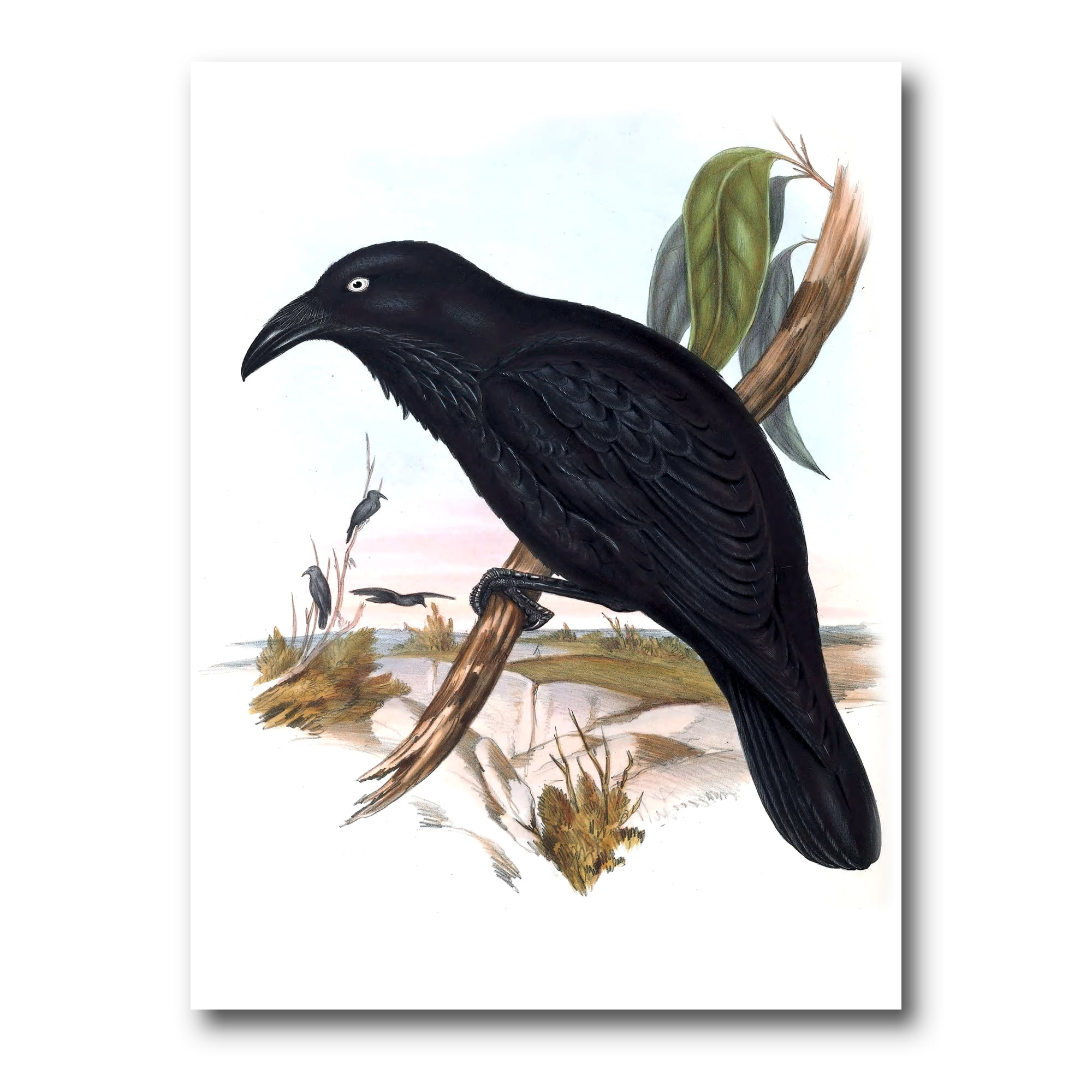 Designart ' Ancient Australian Birds VI ' Traditional Canvas Wall Art Print