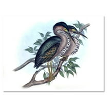 Designart ' Ancient Australian Birds VII ' Traditional Canvas Wall Art Print
