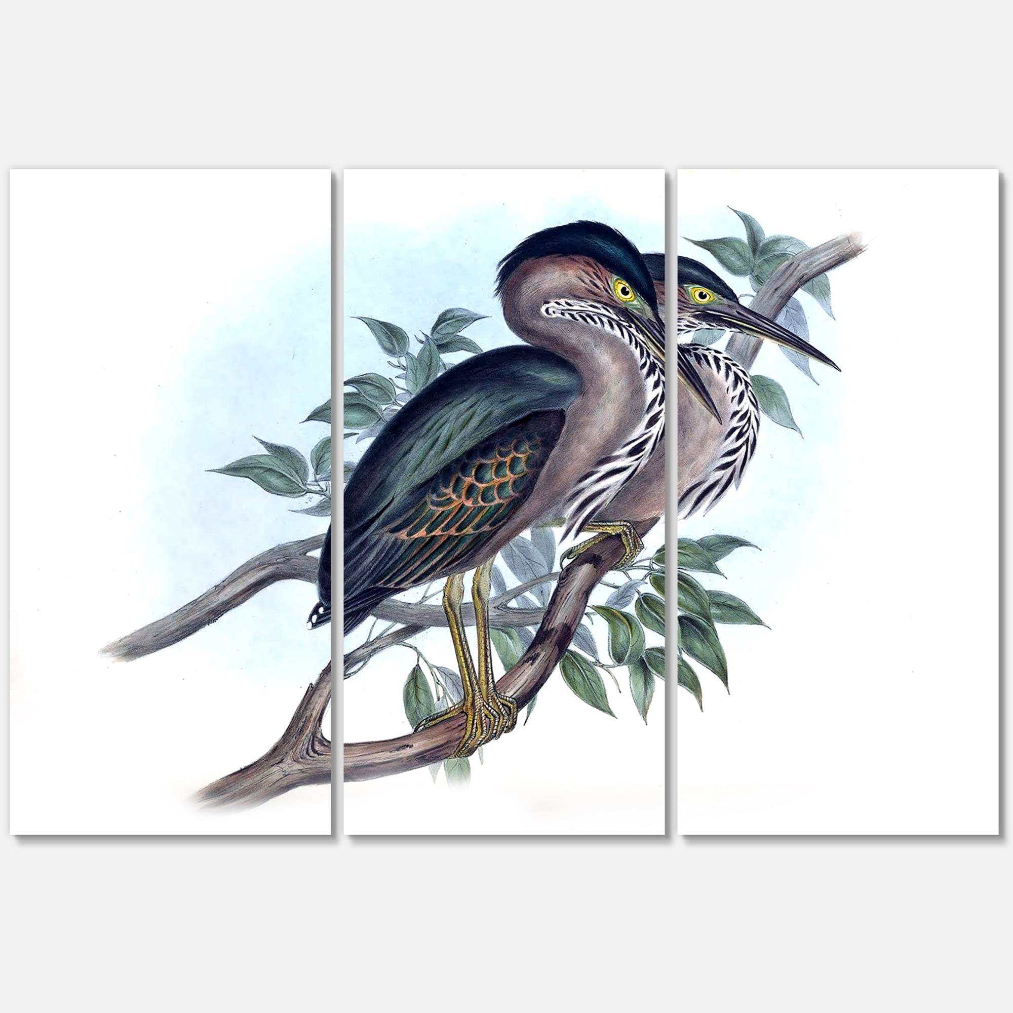 Designart ' Ancient Australian Birds VII ' Traditional Canvas Wall Art Print