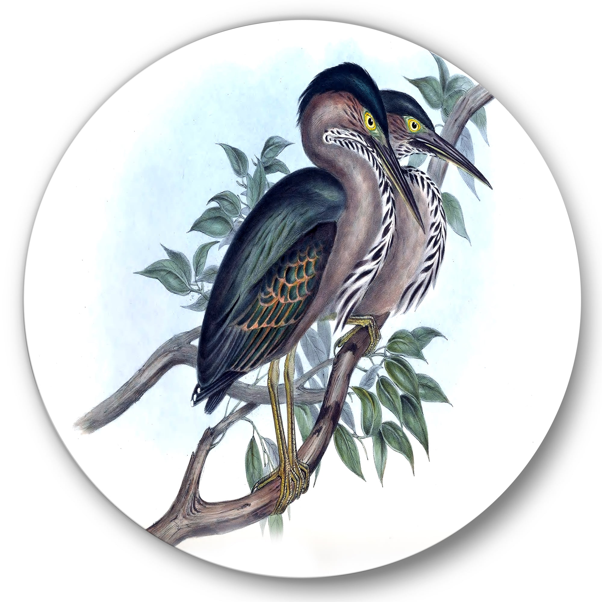 Designart 'Ancient Australian Birds VII' Traditional Circle Metal Wall Art 23x23 - Disc of 23