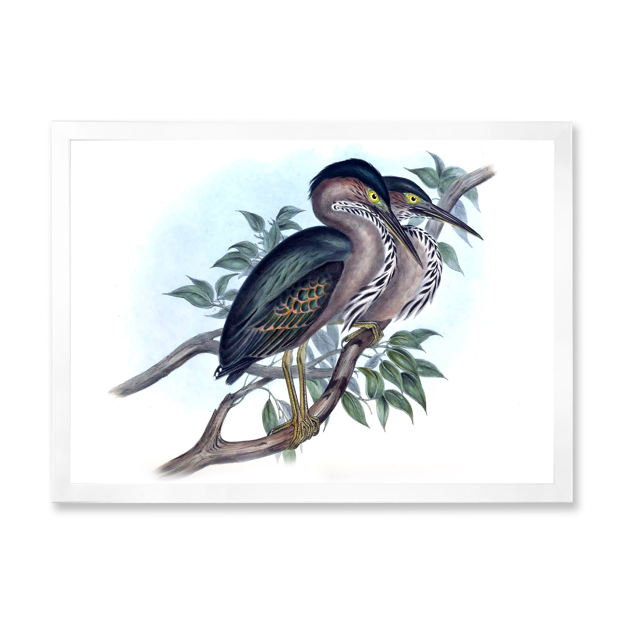 Designart 'Ancient Australian Birds VII' Traditional Framed Art Print