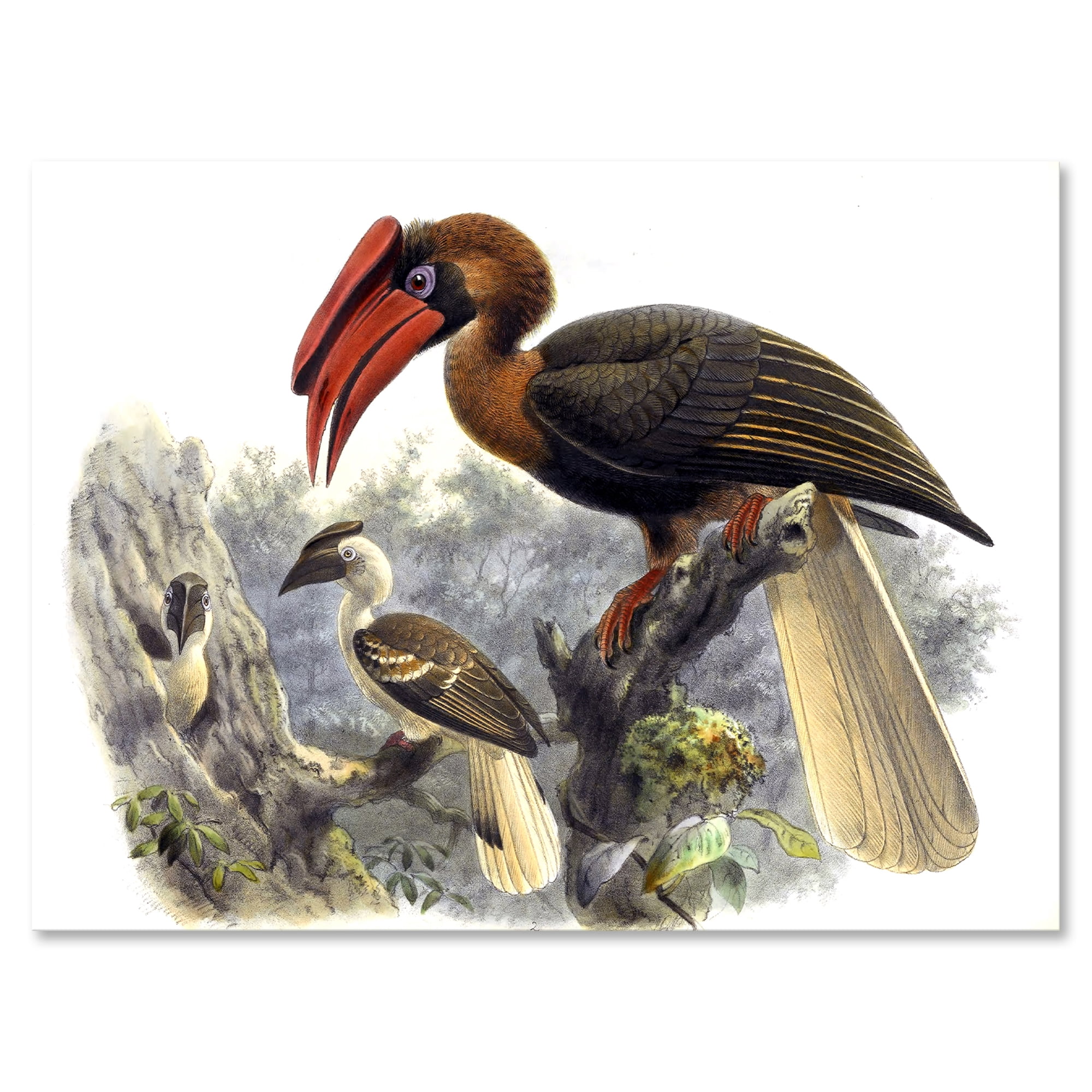 Designart ' Ancient Australian Birds XI ' Traditional Canvas Wall Art Print