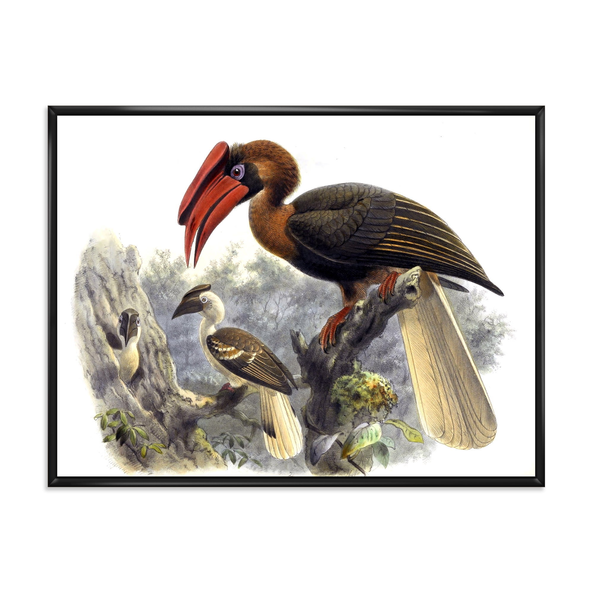 Designart 'Ancient Australian Birds XI' Traditional Framed Canvas Wall Art Print