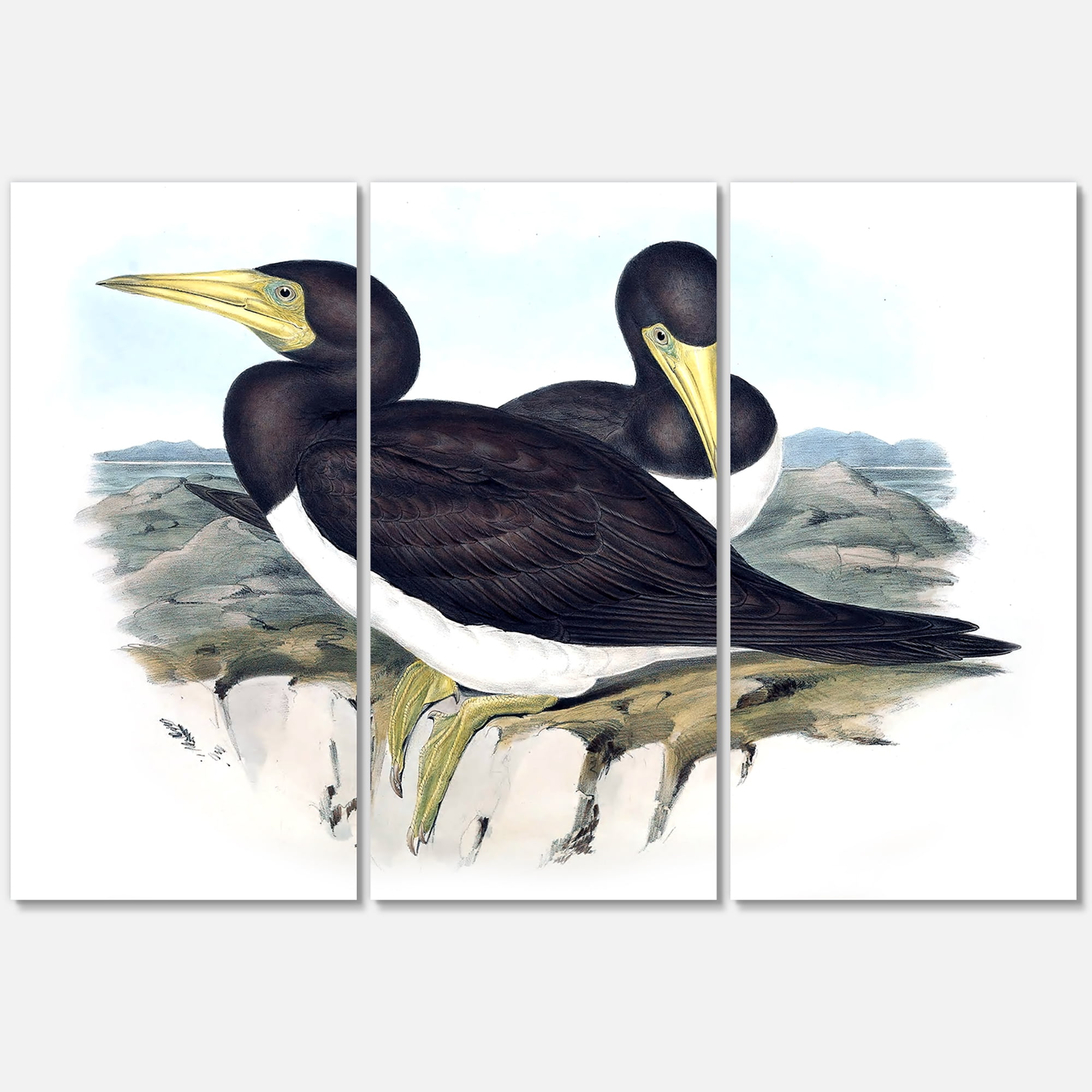 Designart ' Ancient Australian Birds XII ' Traditional Canvas Wall Art Print